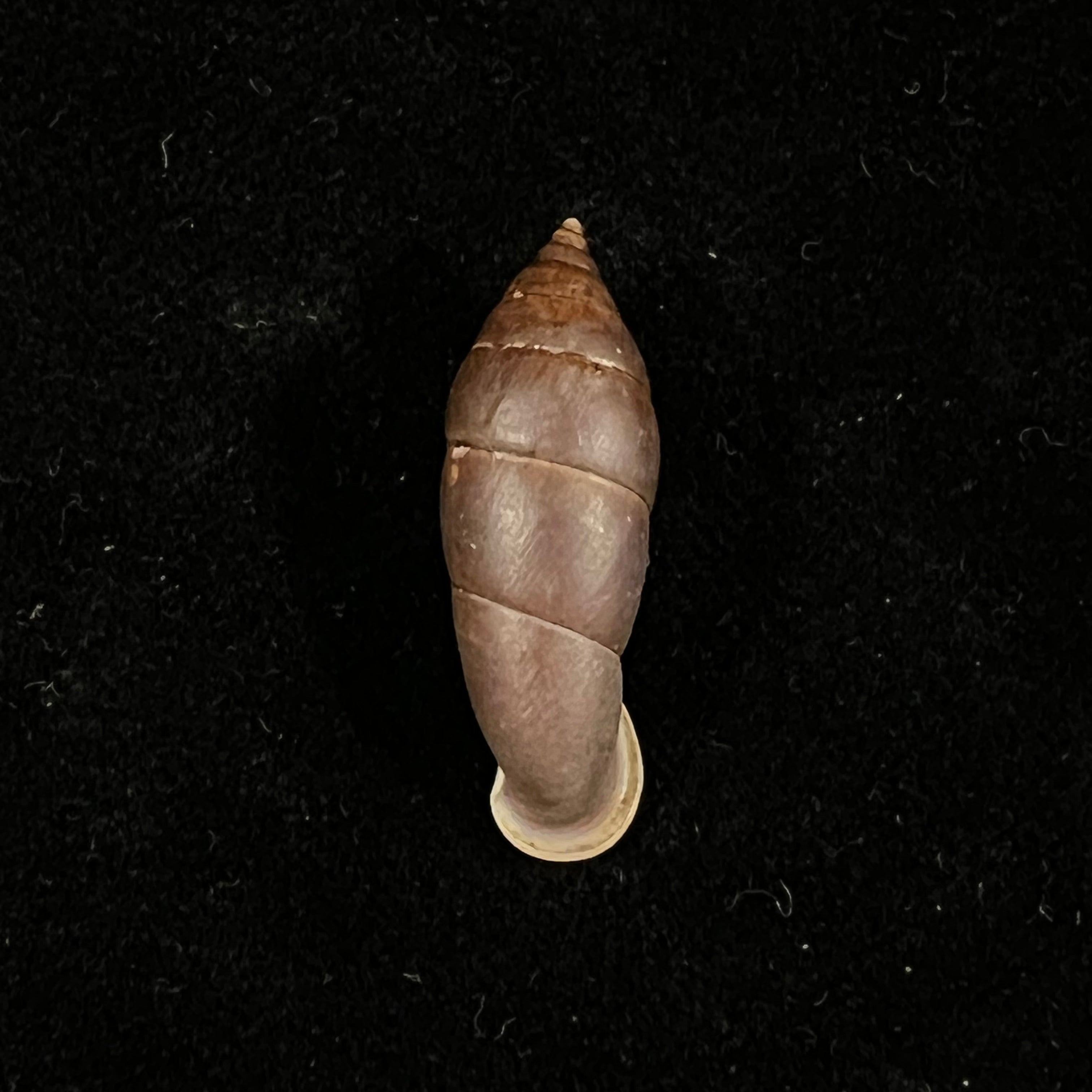 Atractophaedusa ookuboi H. Nordsieck, 2005 - 27,8mm