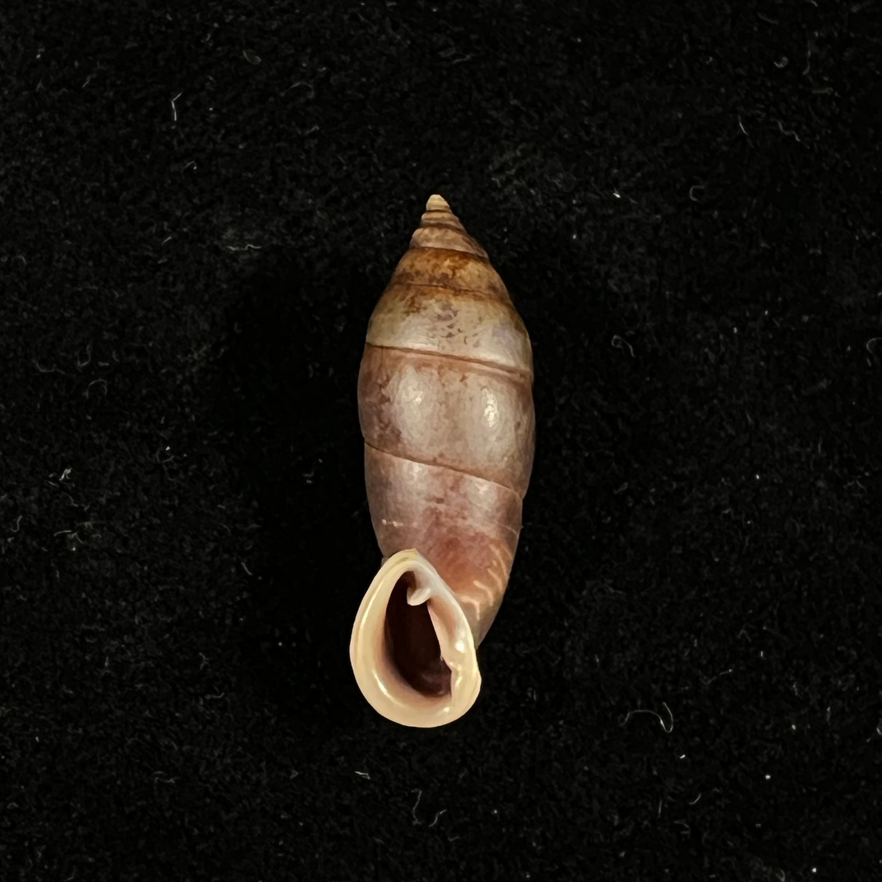 Atractophaedusa ookuboi H. Nordsieck, 2005 - 27,8mm