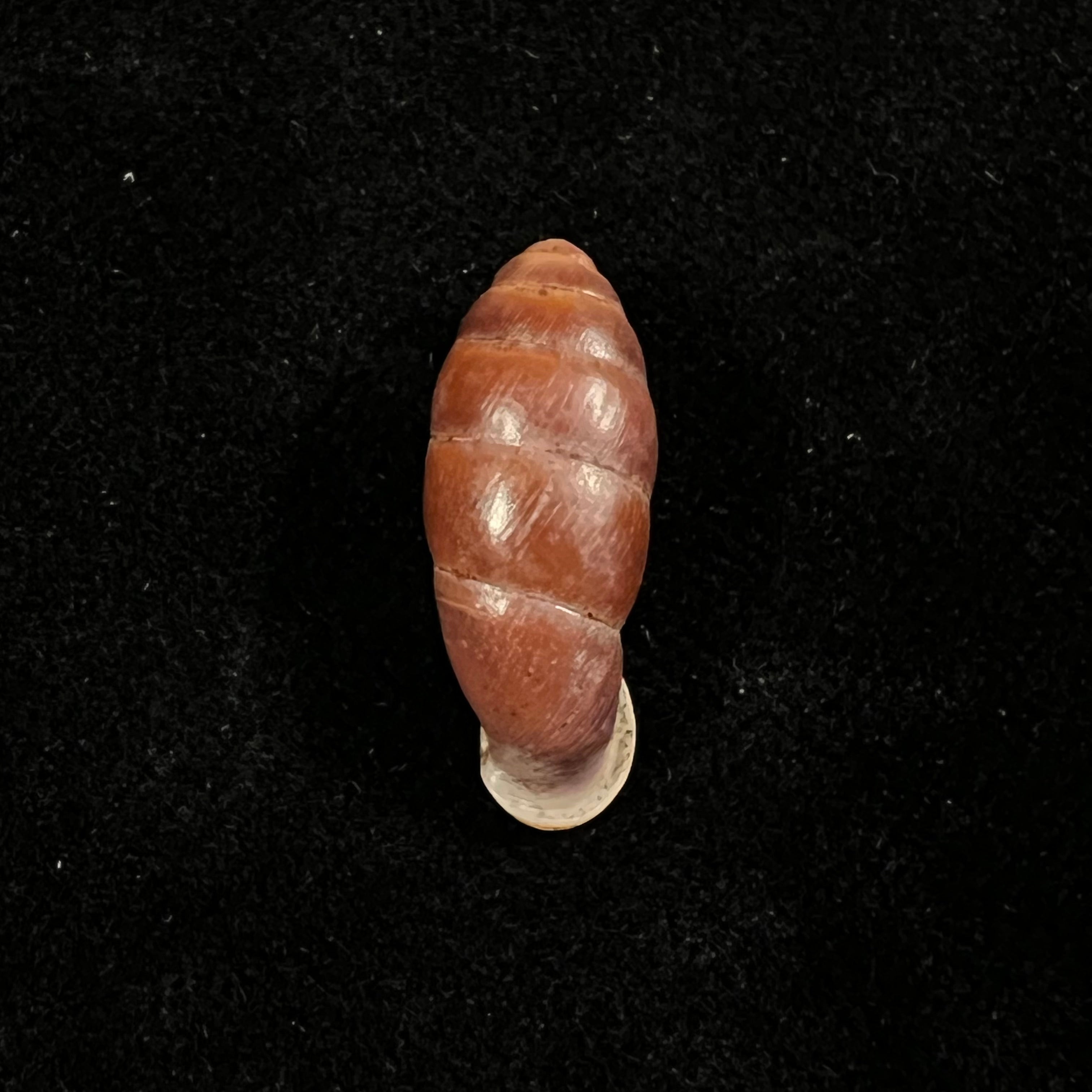 Atractophaedusa takagii (H. Nordsieck, 2005) - 21,5mm