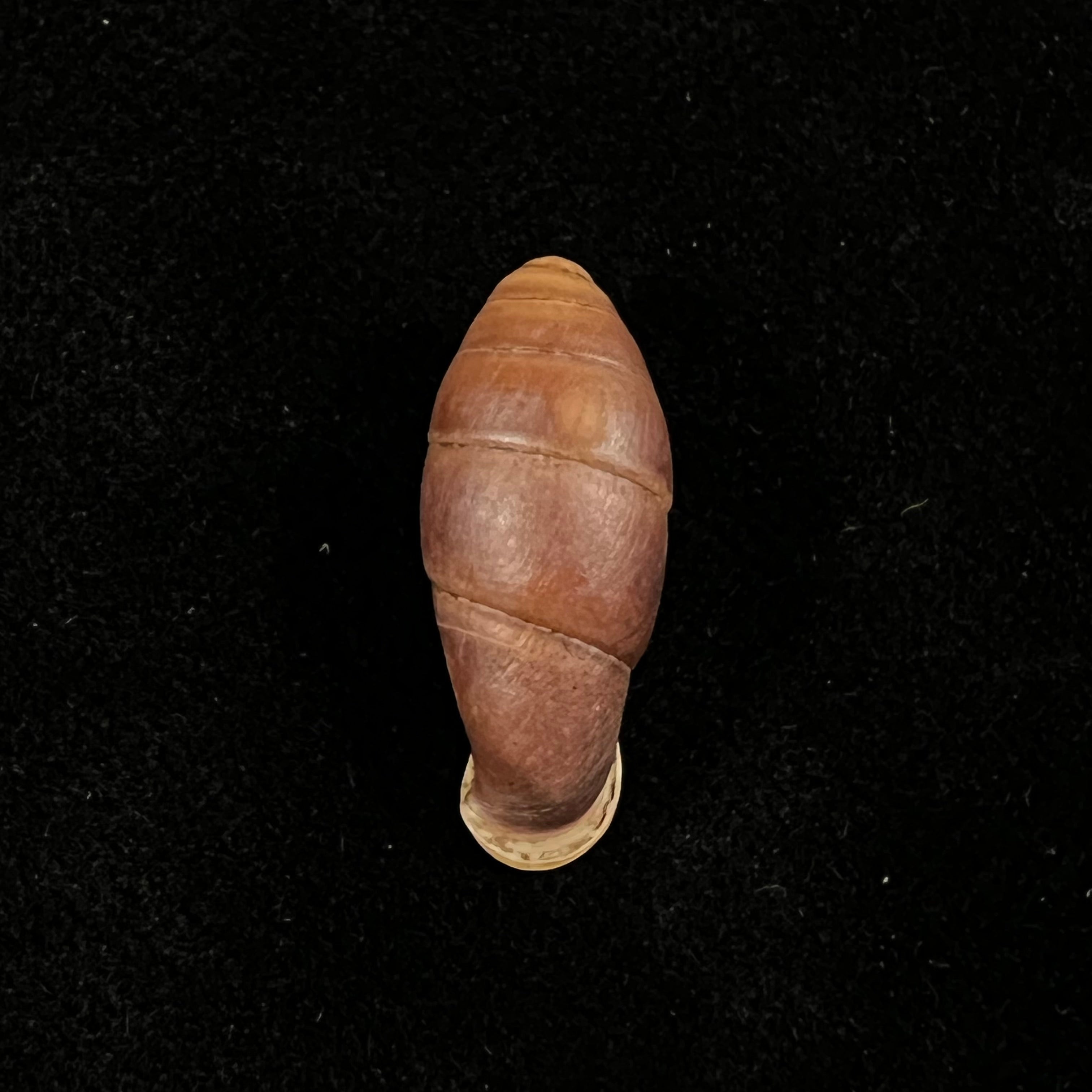 Atractophaedusa takagii (H. Nordsieck, 2005) - 21,5mm
