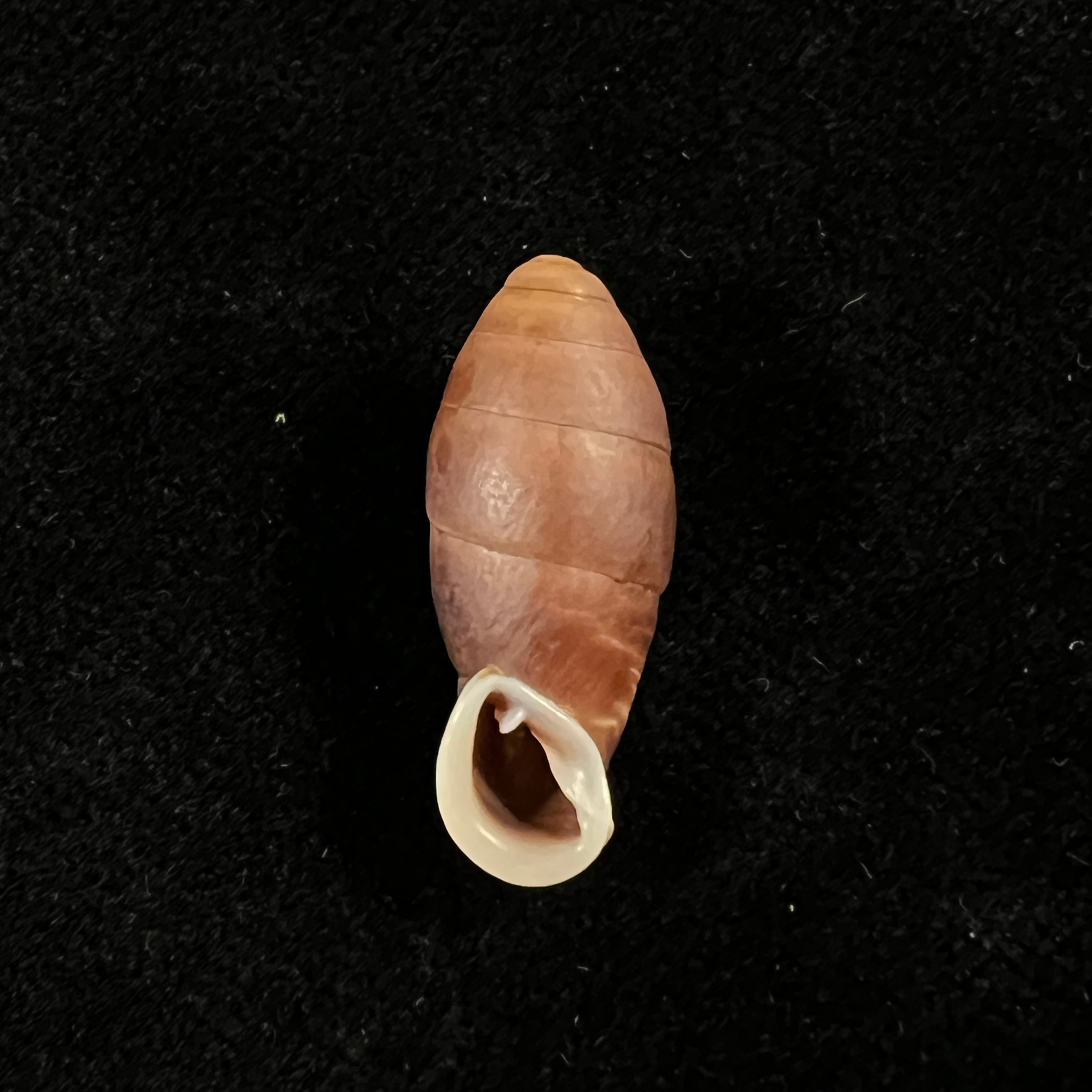 Atractophaedusa takagii (H. Nordsieck, 2005) - 21,5mm