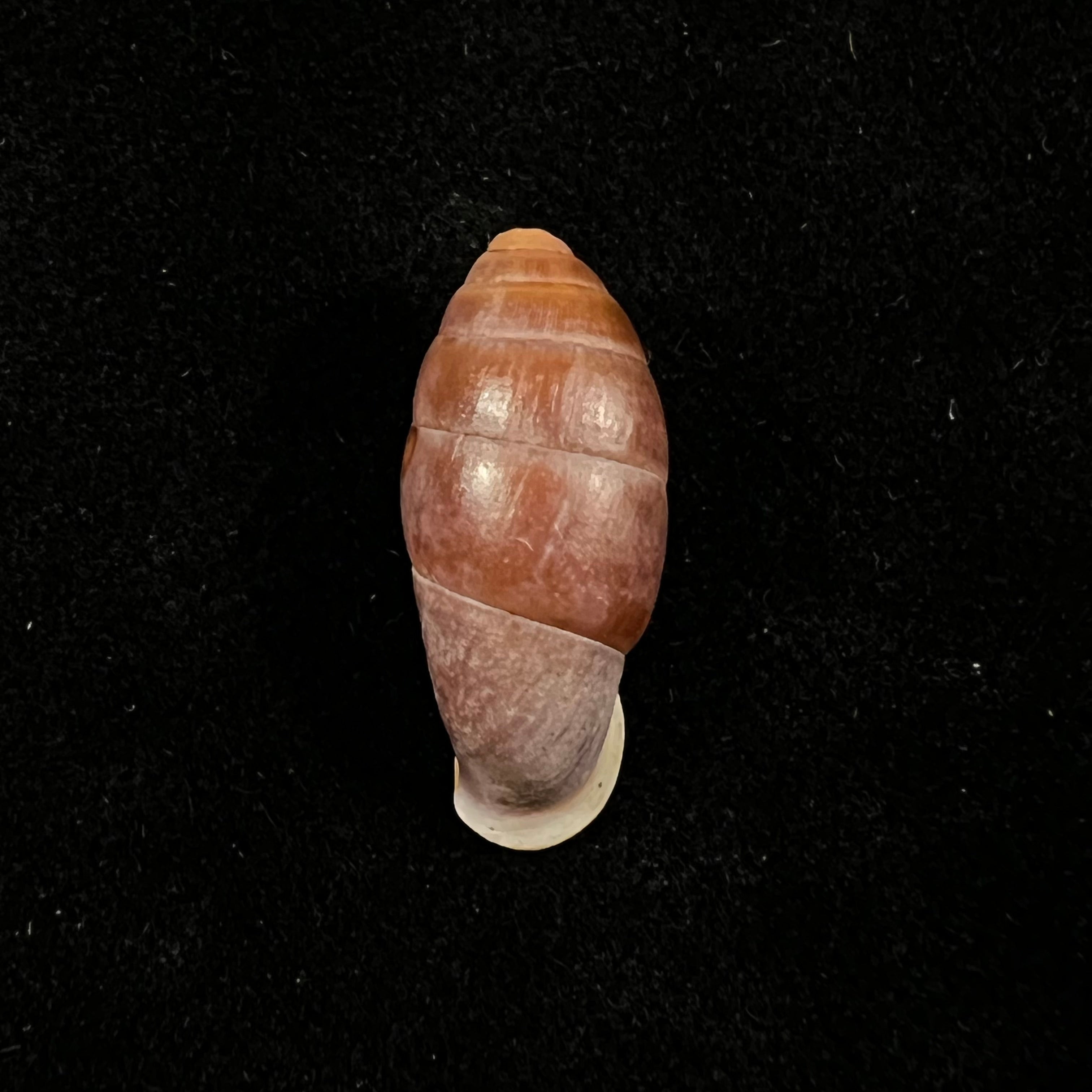 Atractophaedusa takagii (H. Nordsieck, 2005) - 21,1mm
