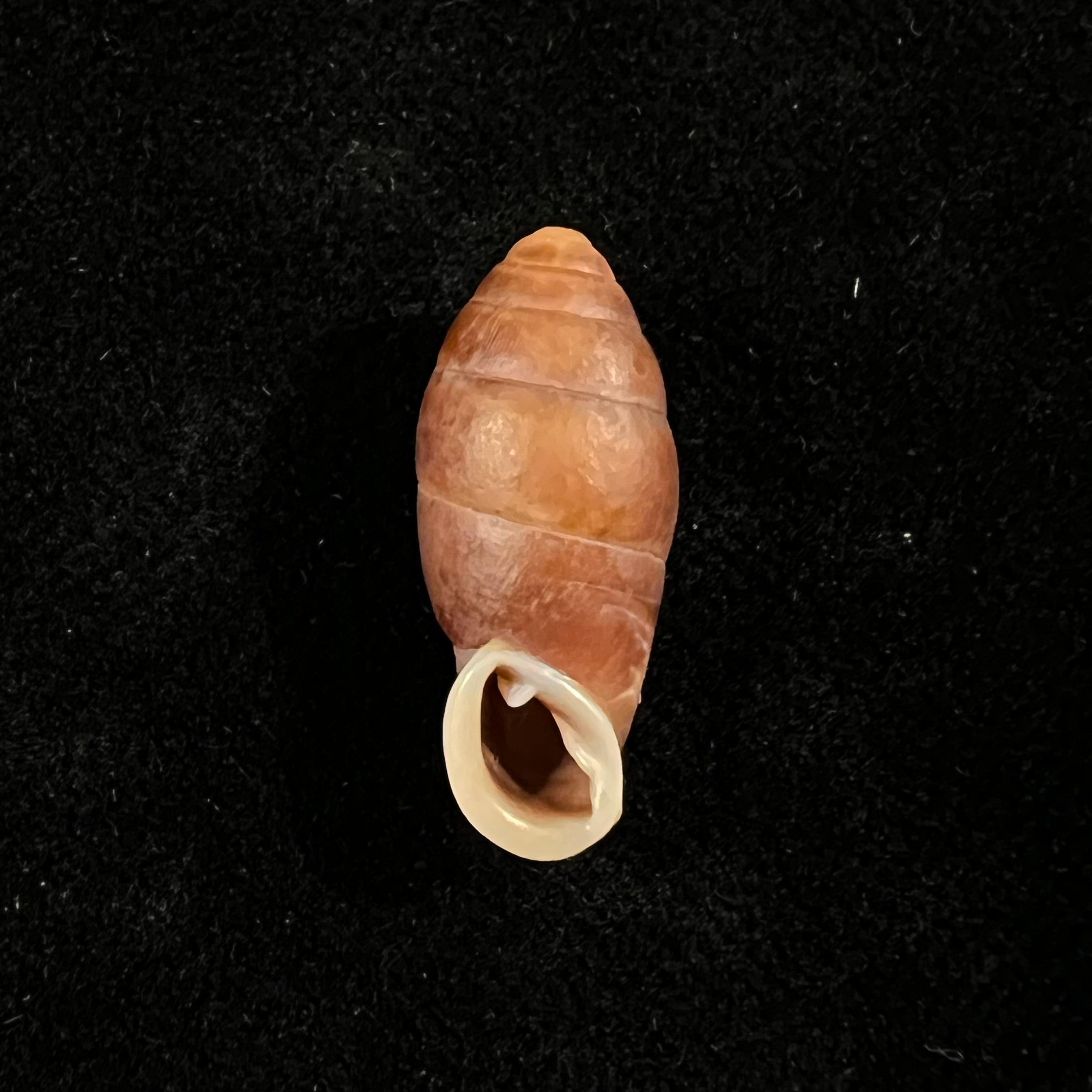Atractophaedusa takagii (H. Nordsieck, 2005) - 21,1mm