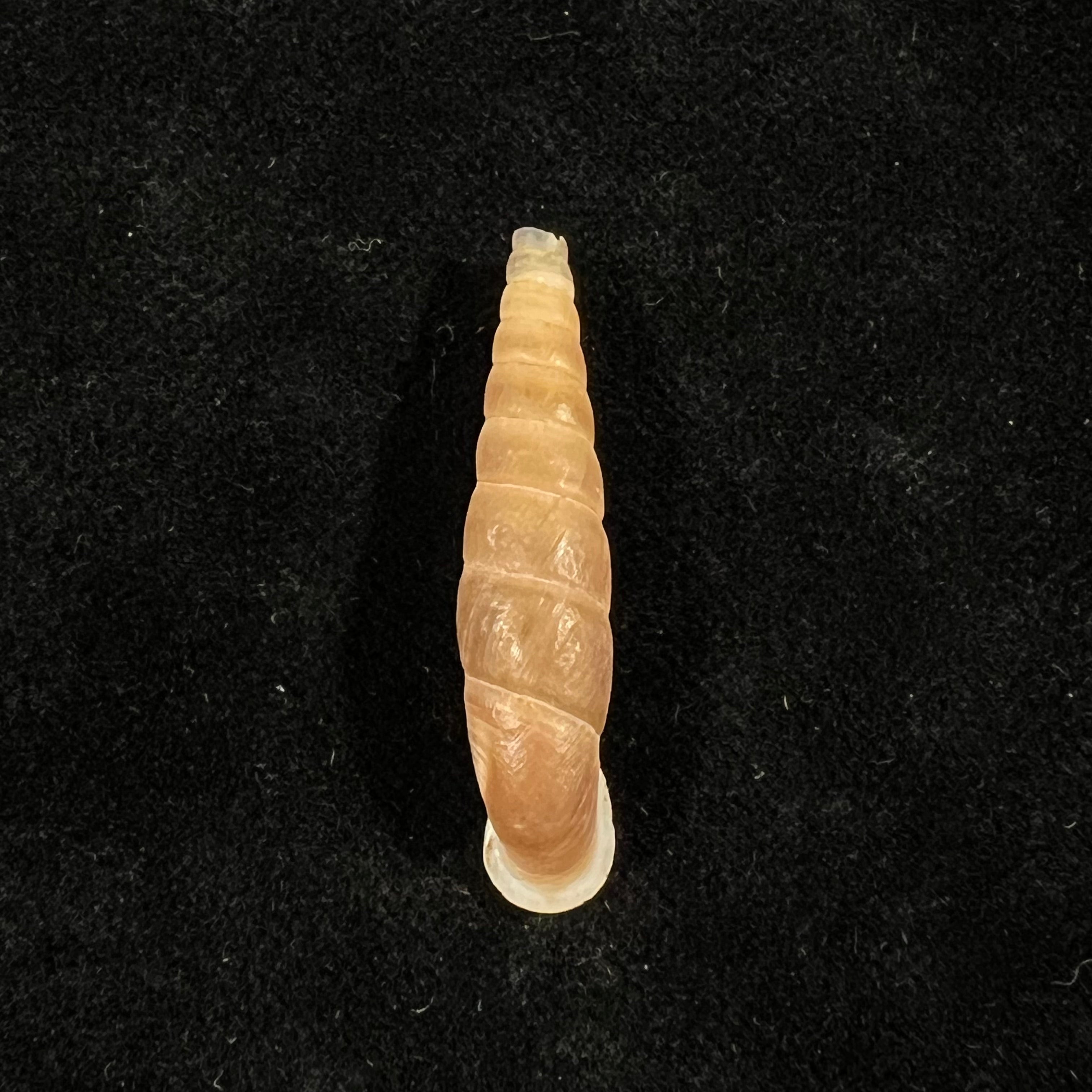 Oospira phyllostoma (Heude, 1888) - 33,2毫米