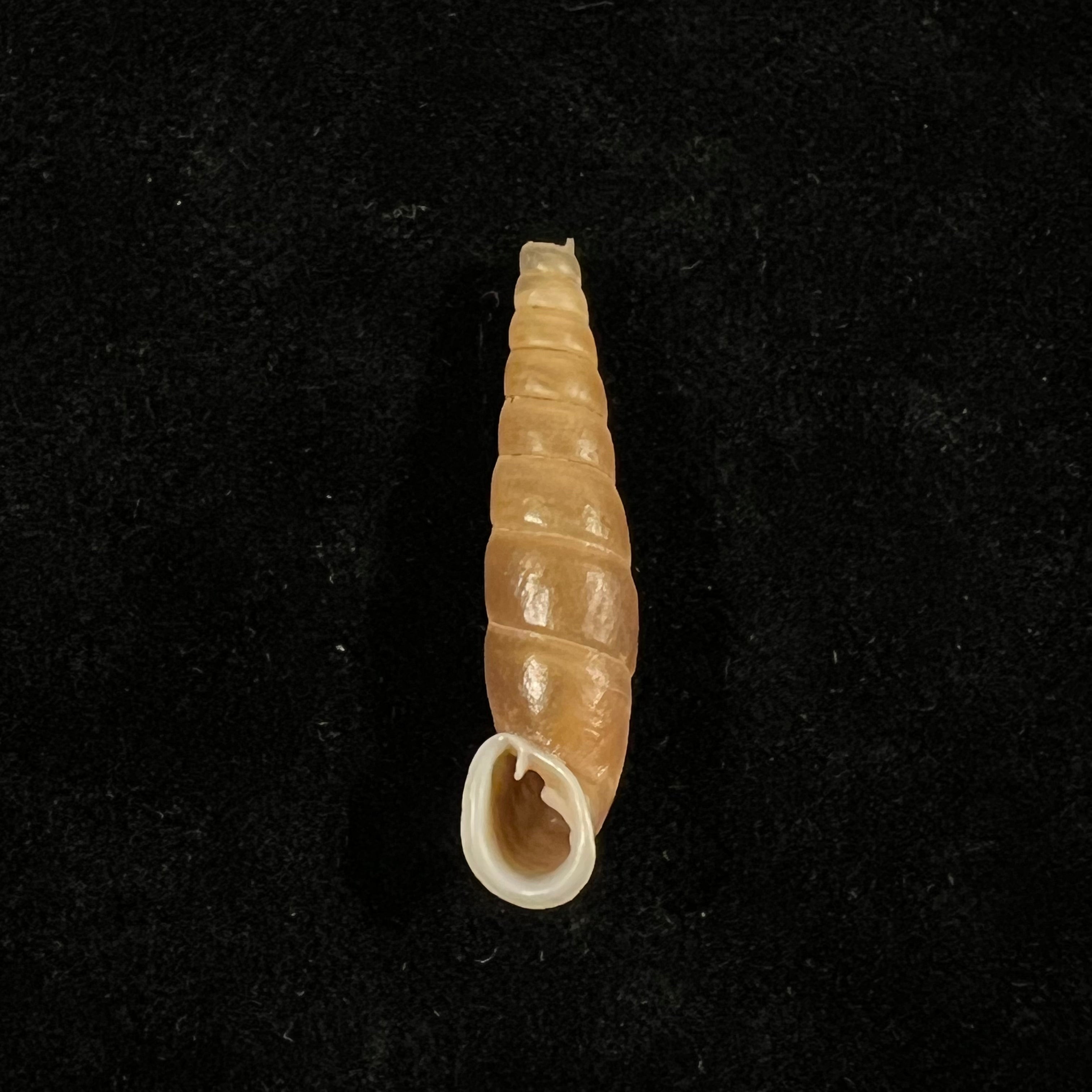 Oospira phyllostoma (Heude, 1888) - 33,2毫米