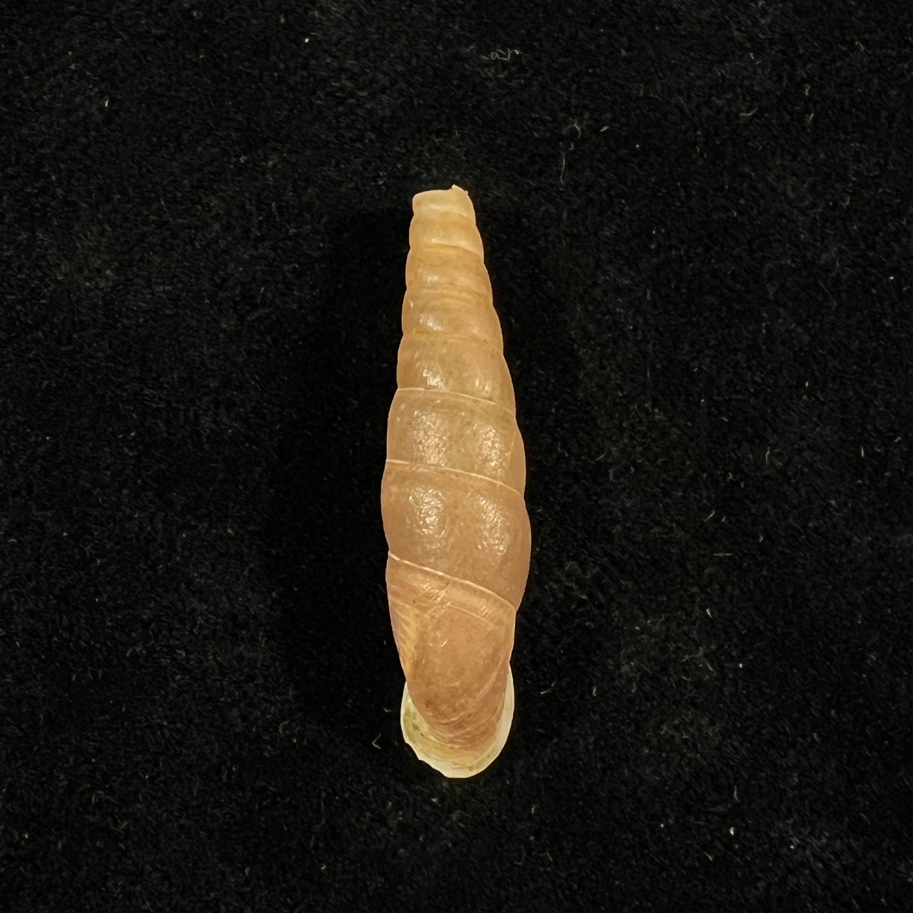 叶口卵螺(Oospira phyllostoma)(Heude,1888)- 33毫米