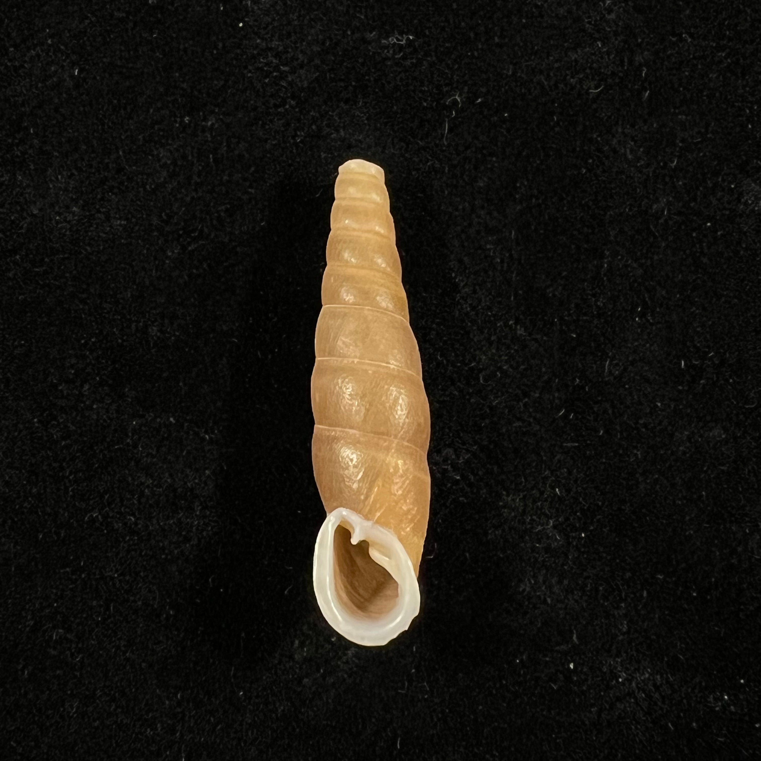 叶口卵螺(Oospira phyllostoma)(Heude,1888)- 33毫米