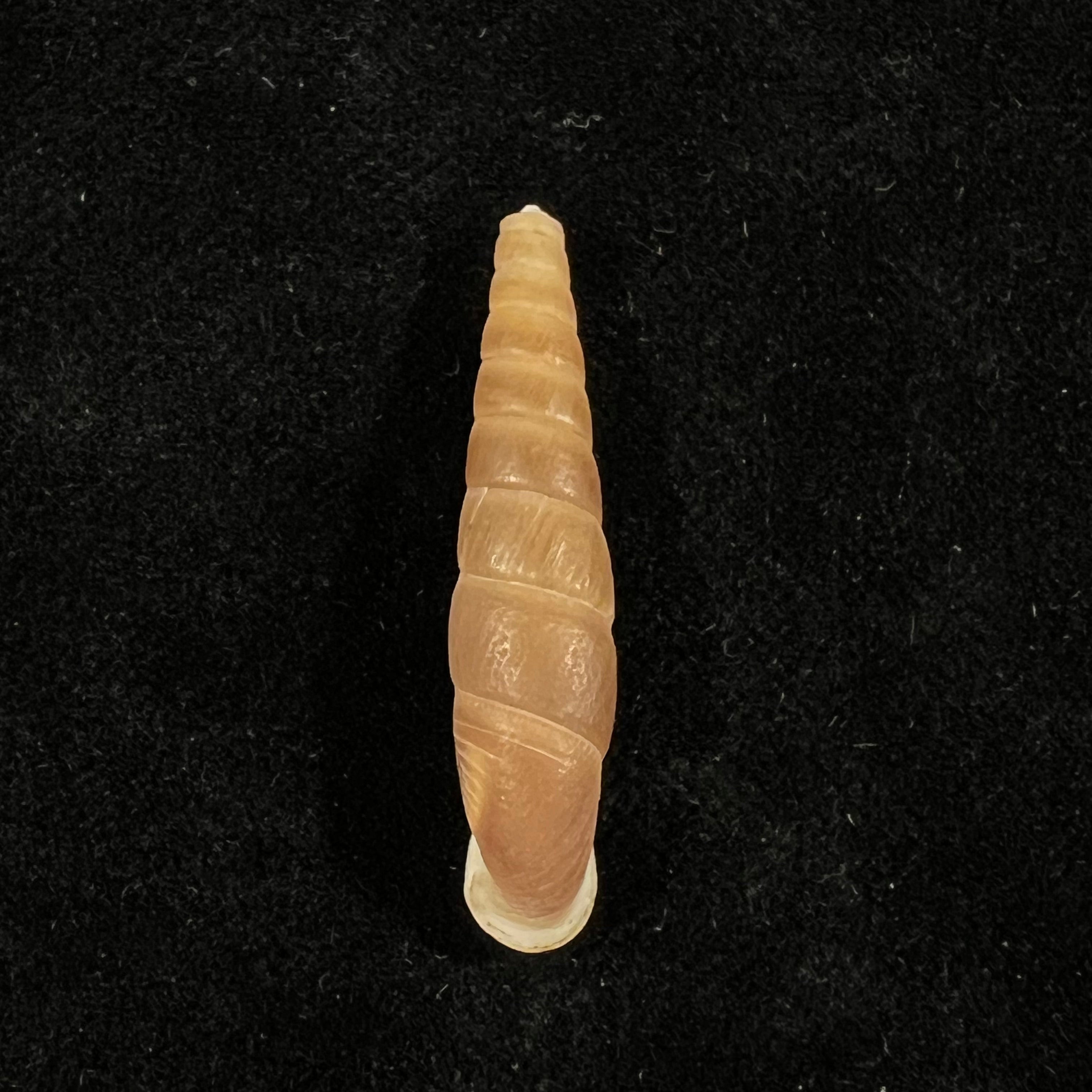 Oospira phyllostoma (Heude, 1888) - 33,9mm