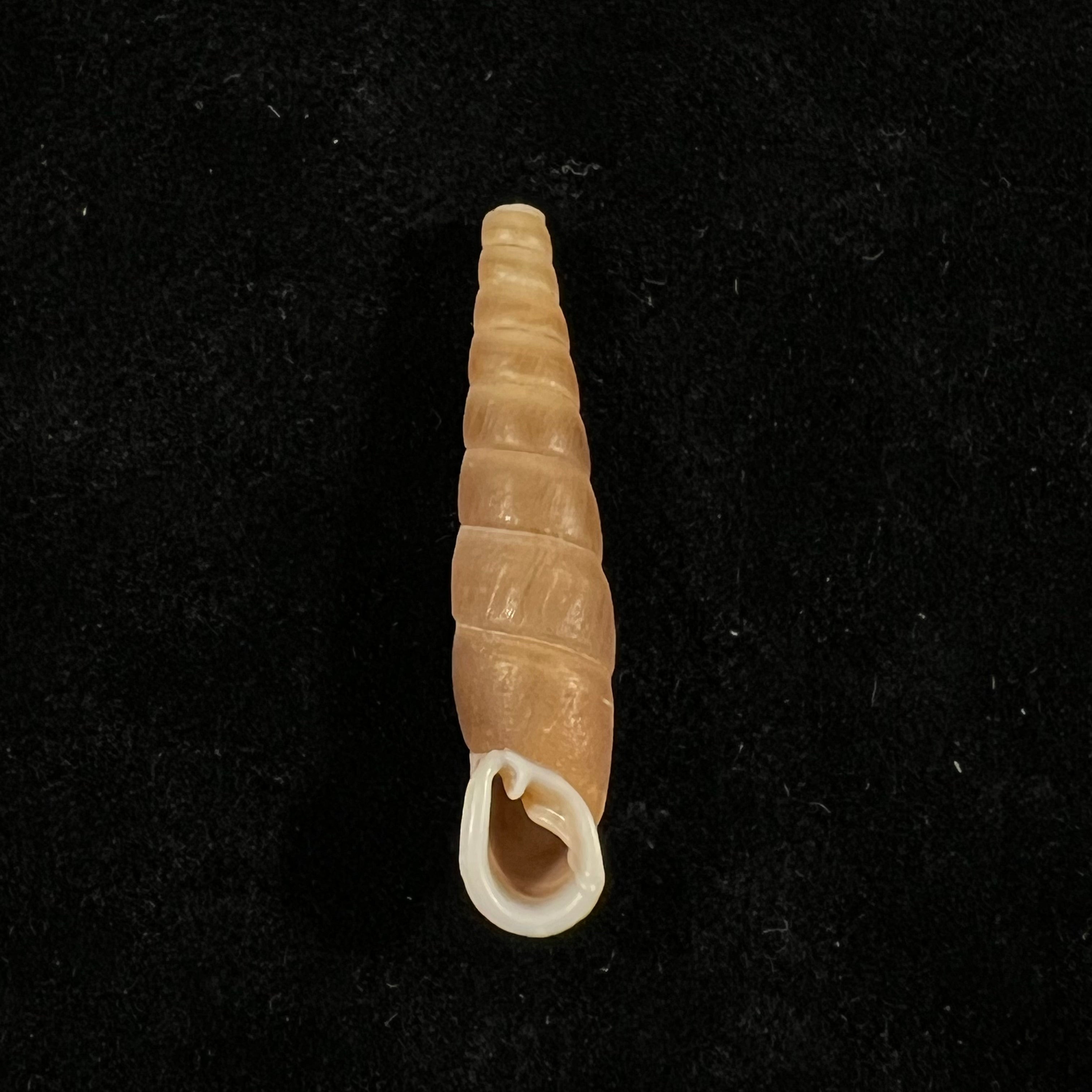 Oospira phyllostoma (Heude, 1888) - 33,9mm