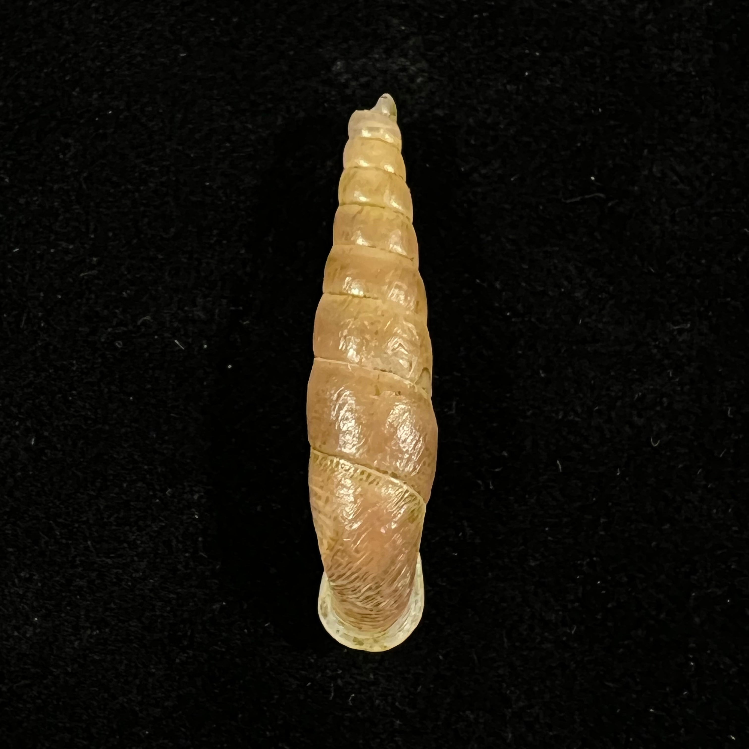 Oospira phyllostoma (Heude, 1888) - 33,1毫米