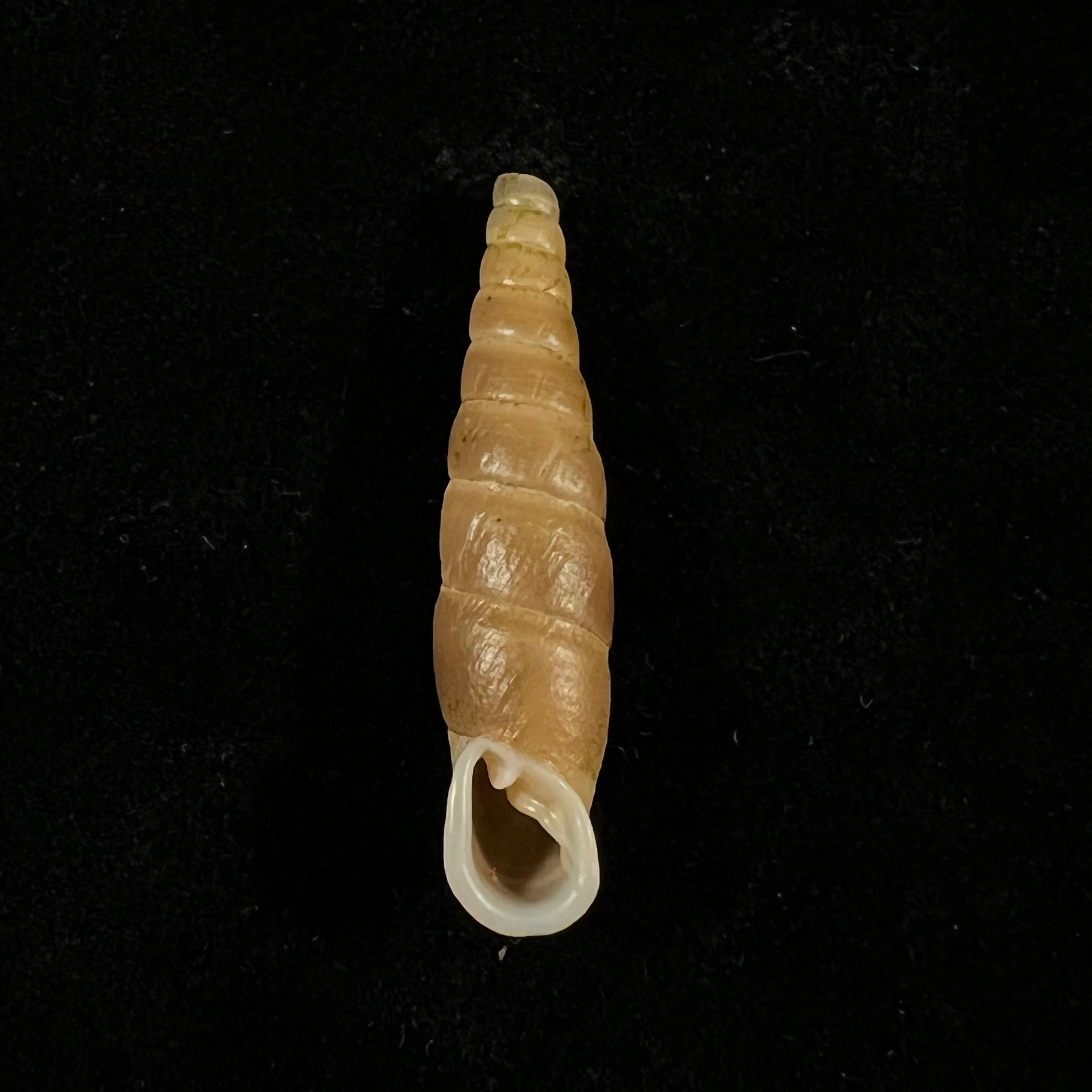 Oospira phyllostoma (Heude, 1888) - 33,1毫米