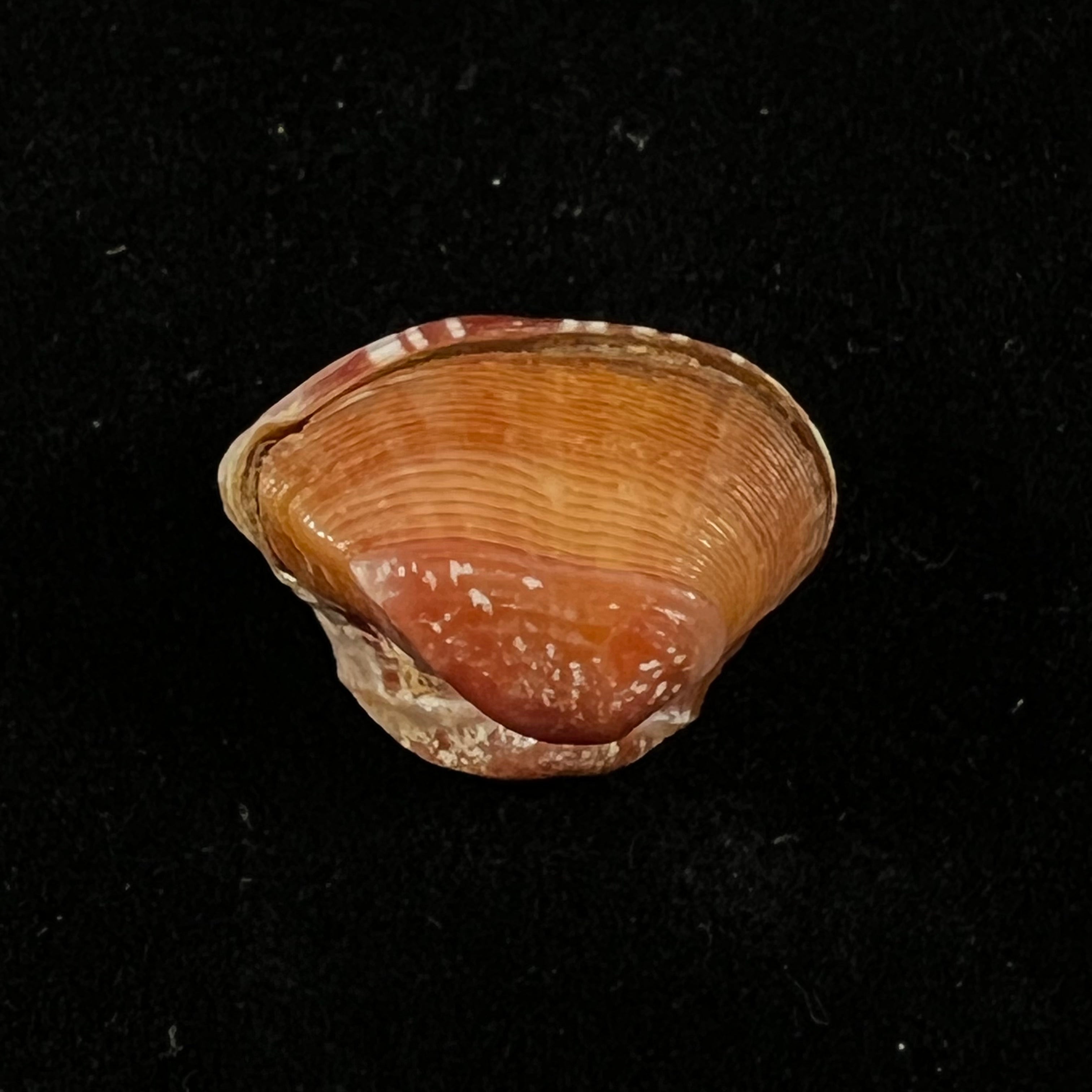 Corbula spiosa Reeve, 1843 - 18,3mm
