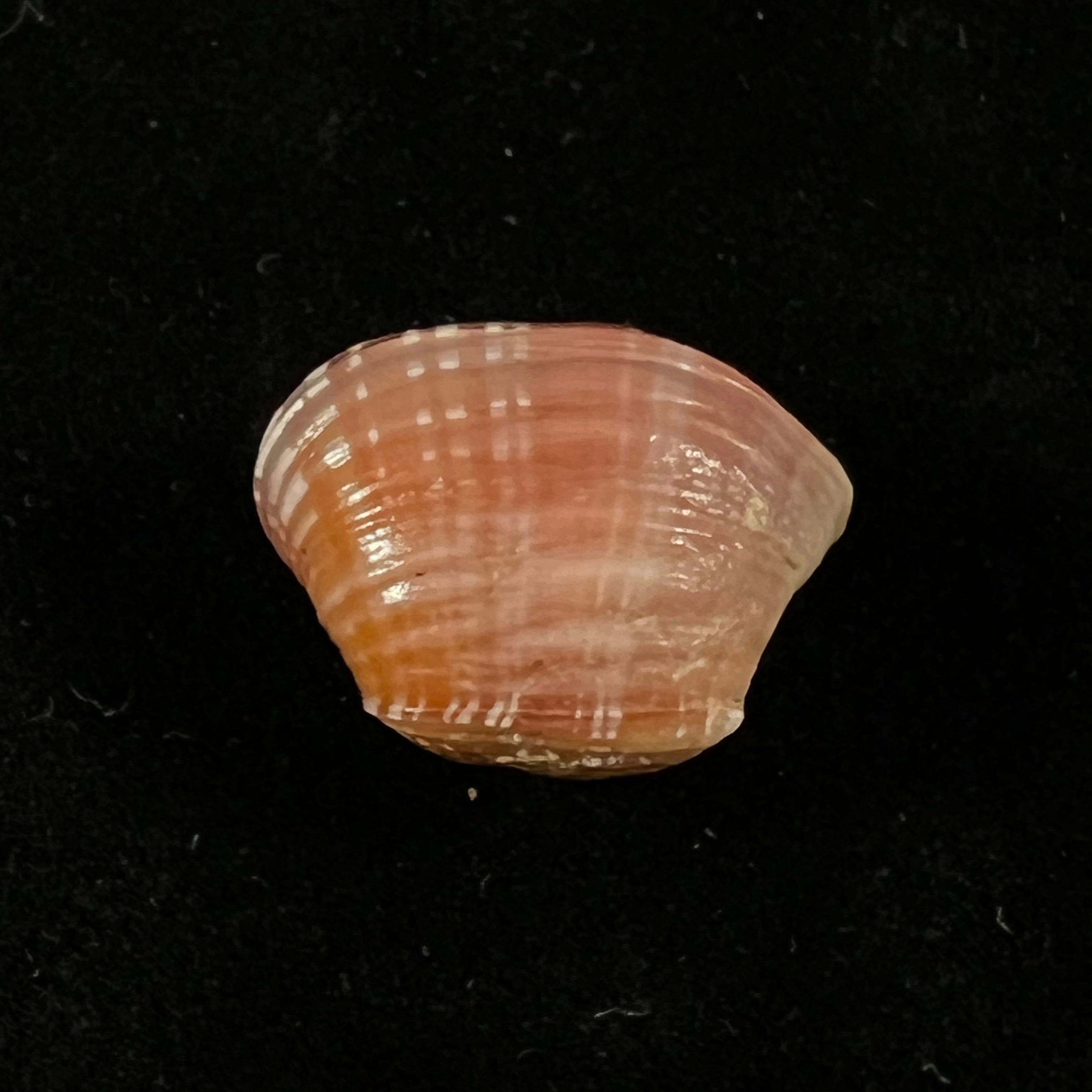 Corbula spiosa Reeve, 1843 - 18,3mm