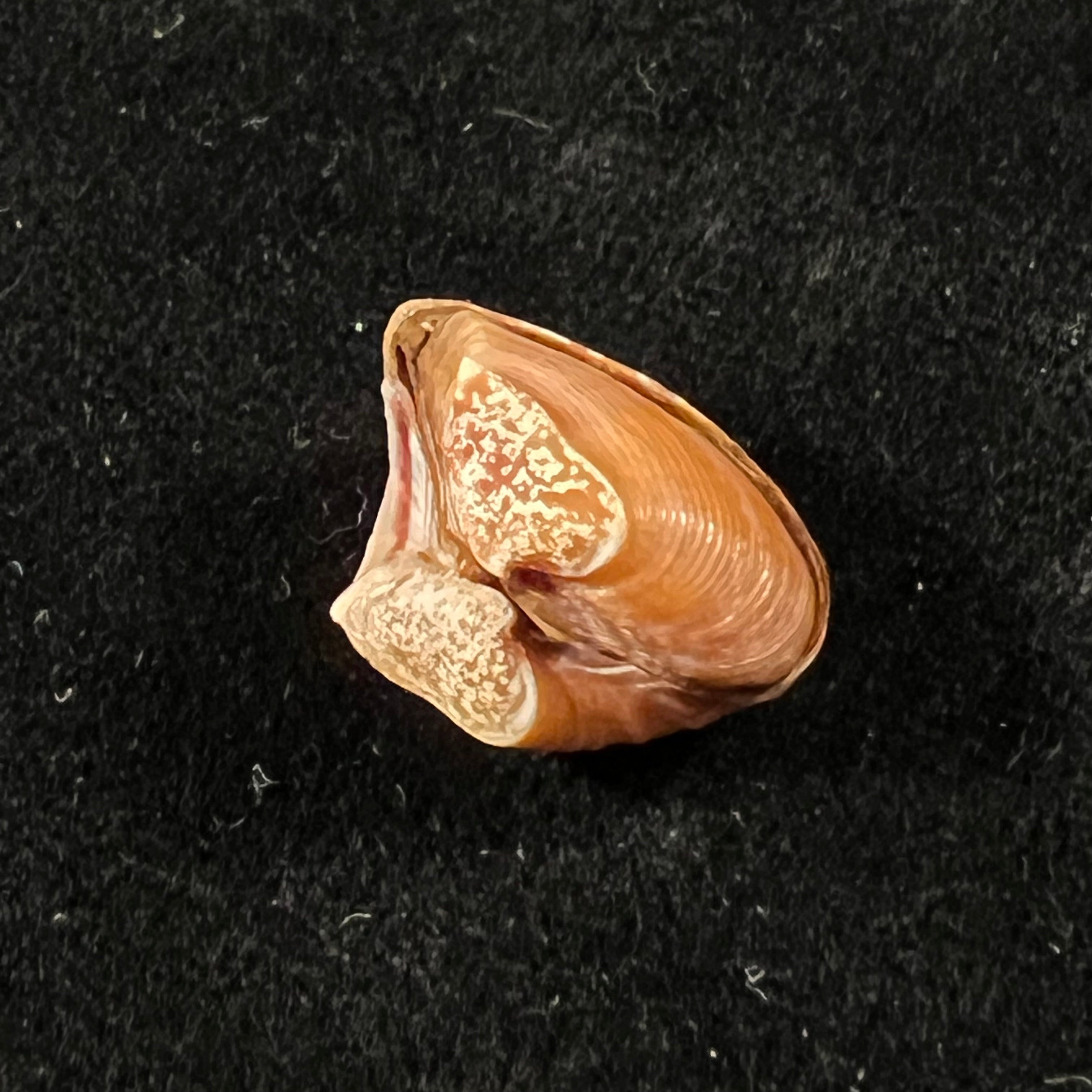 Corbula spiosa Reeve, 1843 - 17,1mm