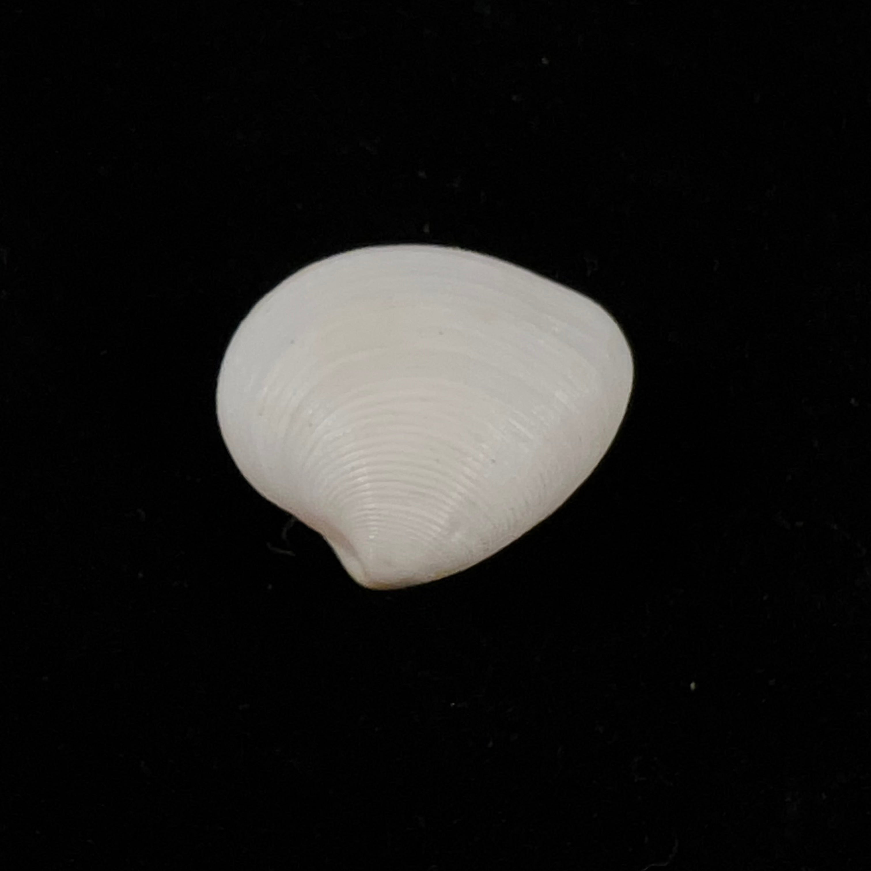 Lamelliconcha concinna (GB Sowerby I, 1835) - 21,2mm