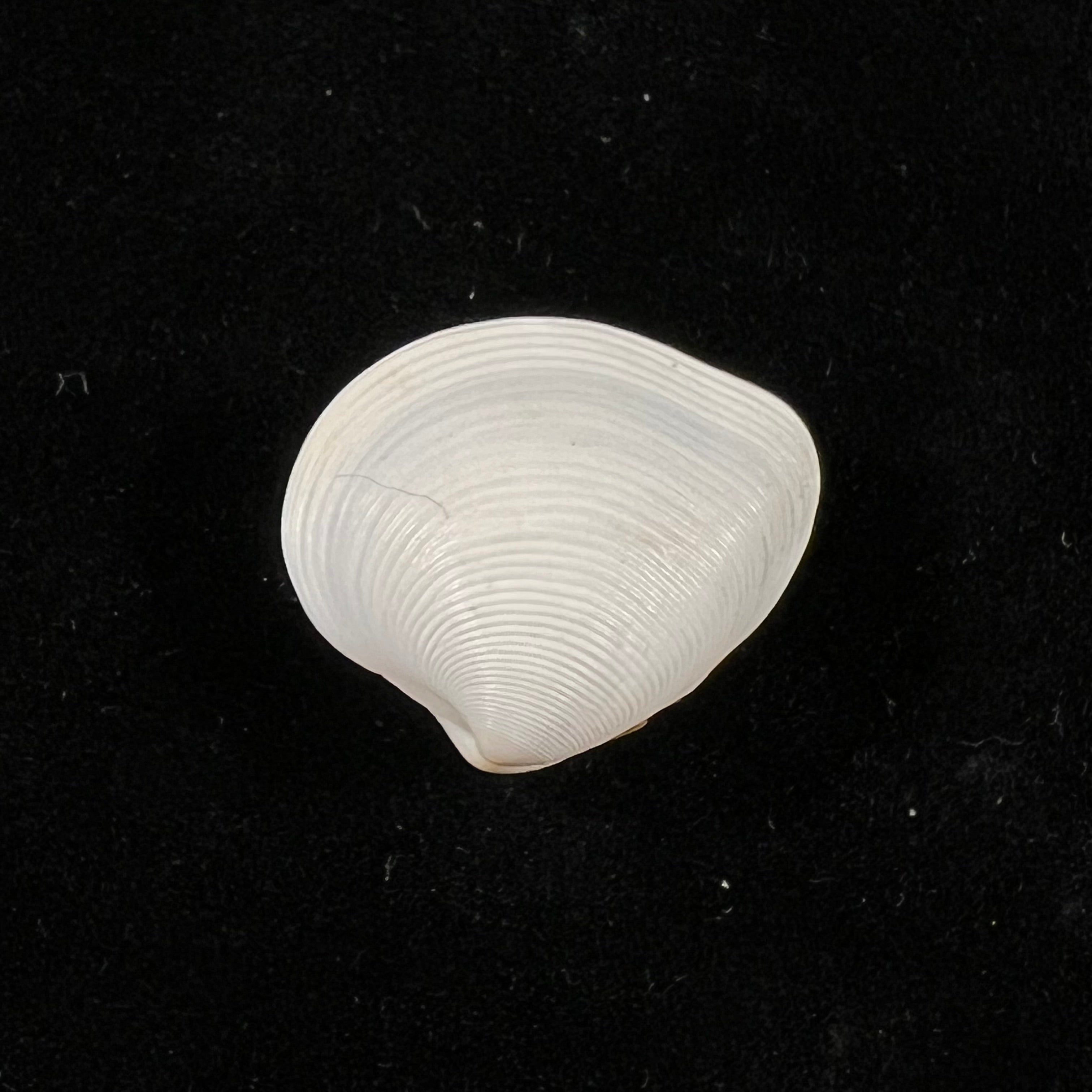 Lamelliconcha concinna (GB Sowerby I, 1835) - 22,2mm