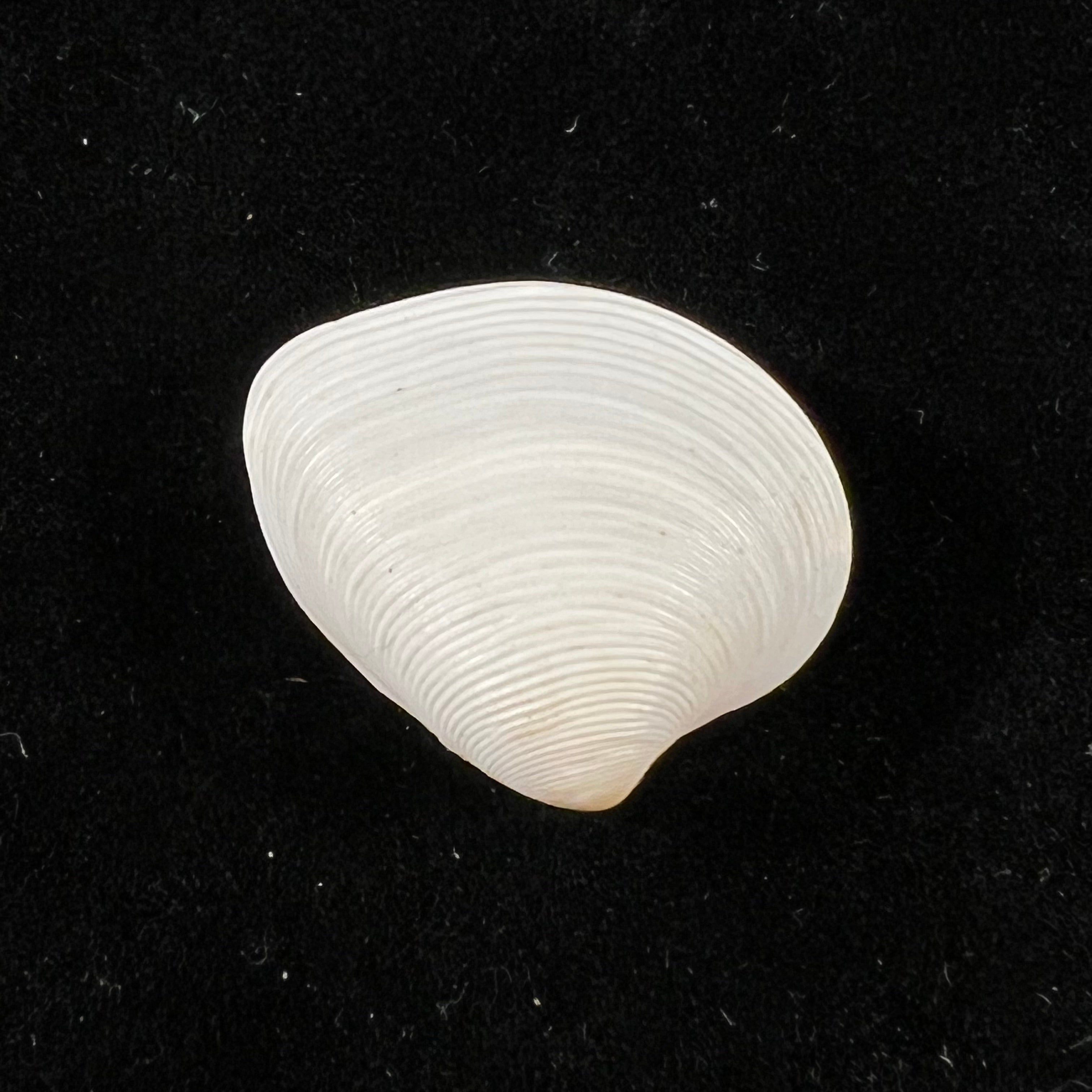 Lamelliconcha concinna (GB Sowerby I, 1835) - 22,8mm