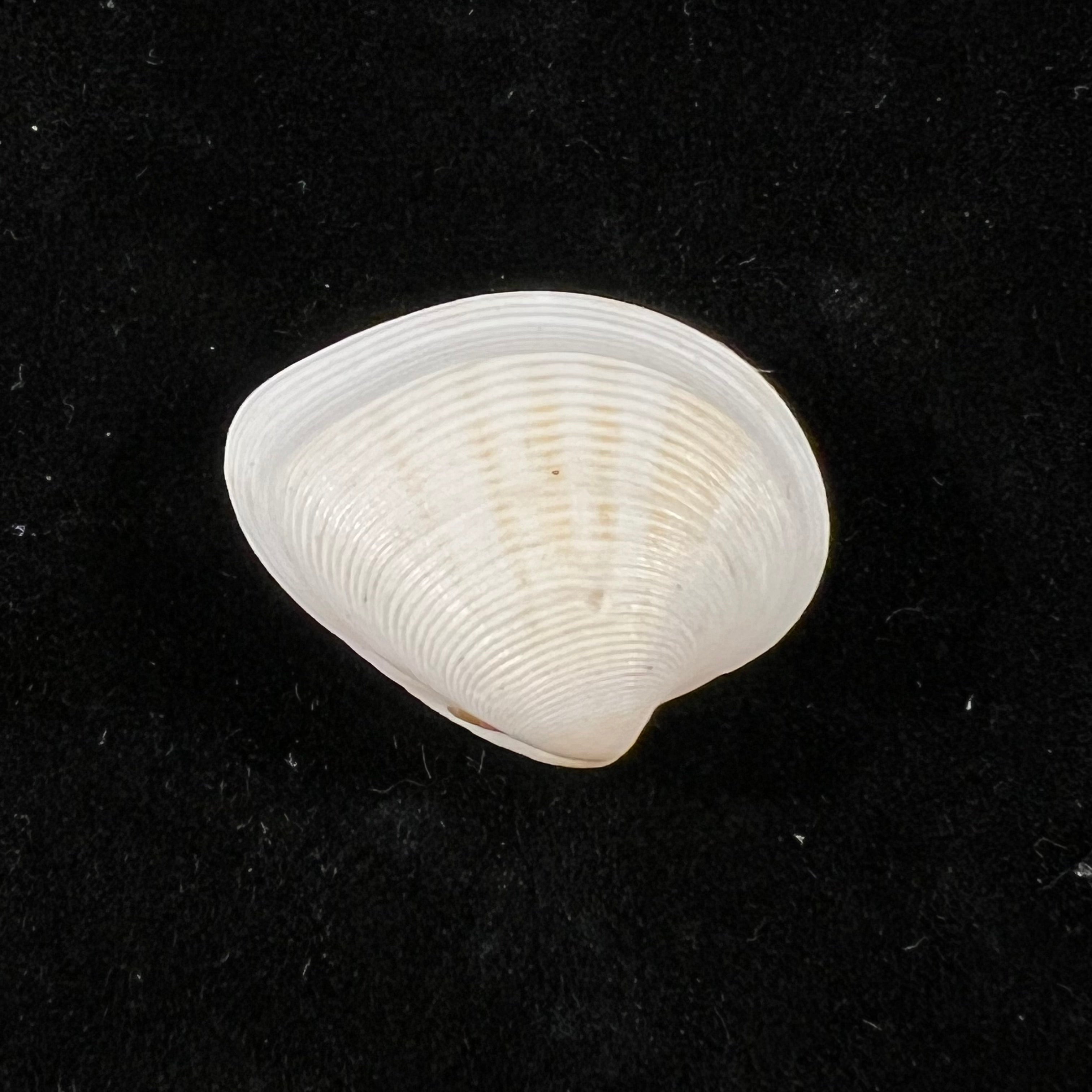 Lamelliconcha concinna(GB Sowerby I, 1835)- 23,6毫米