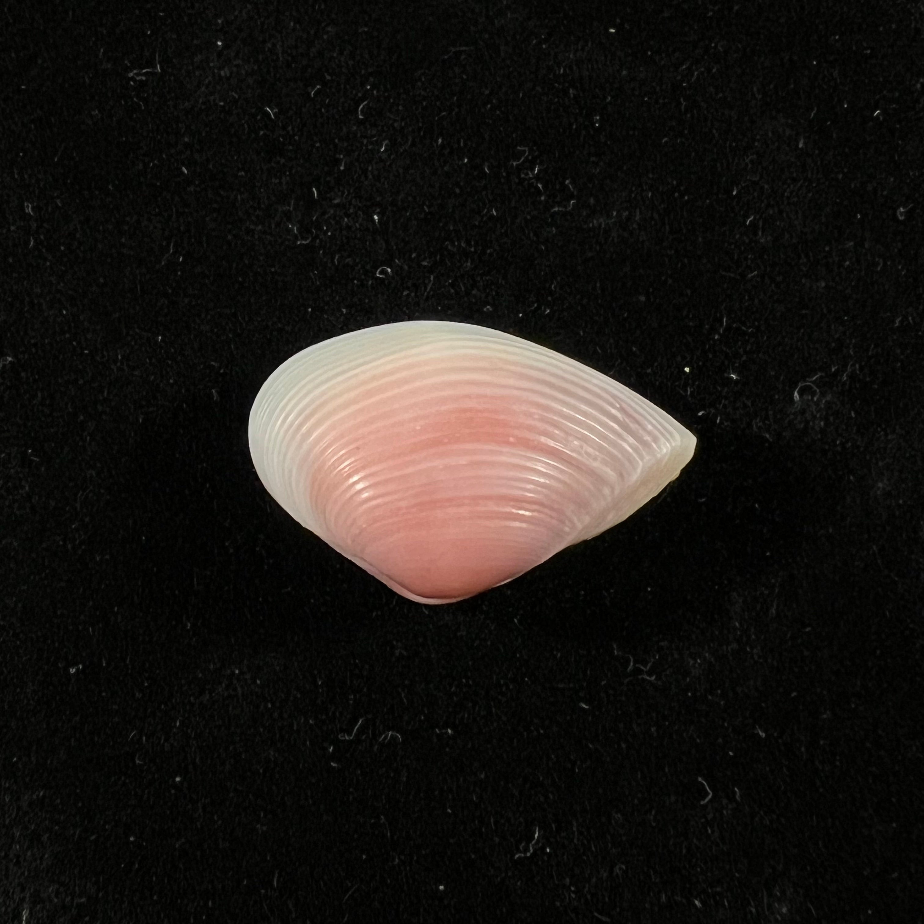 Caryocorbula amethystina Olsson, 1961 - 24,1毫米