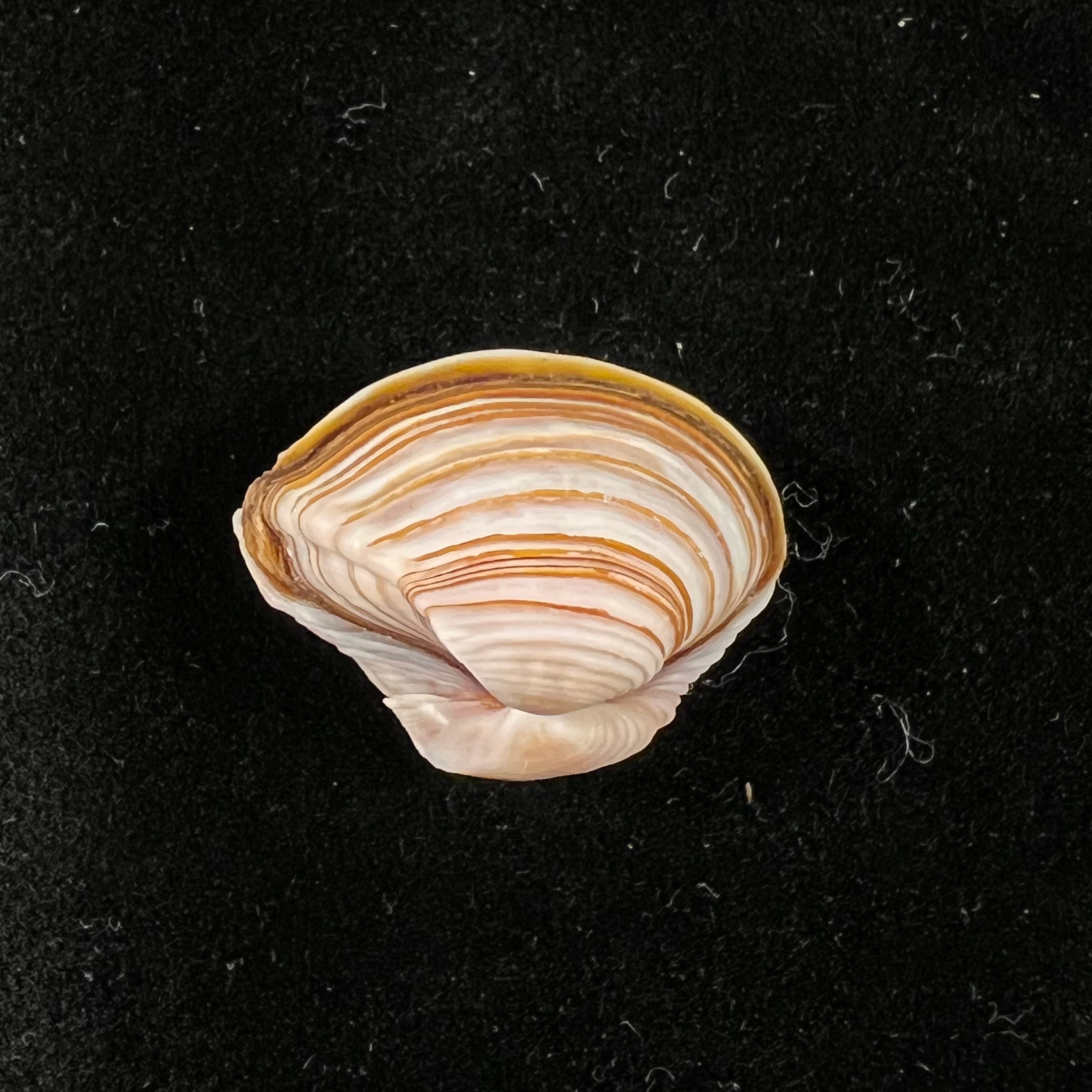 Corbula sulcata 拉马克,1801 - 21,6mm