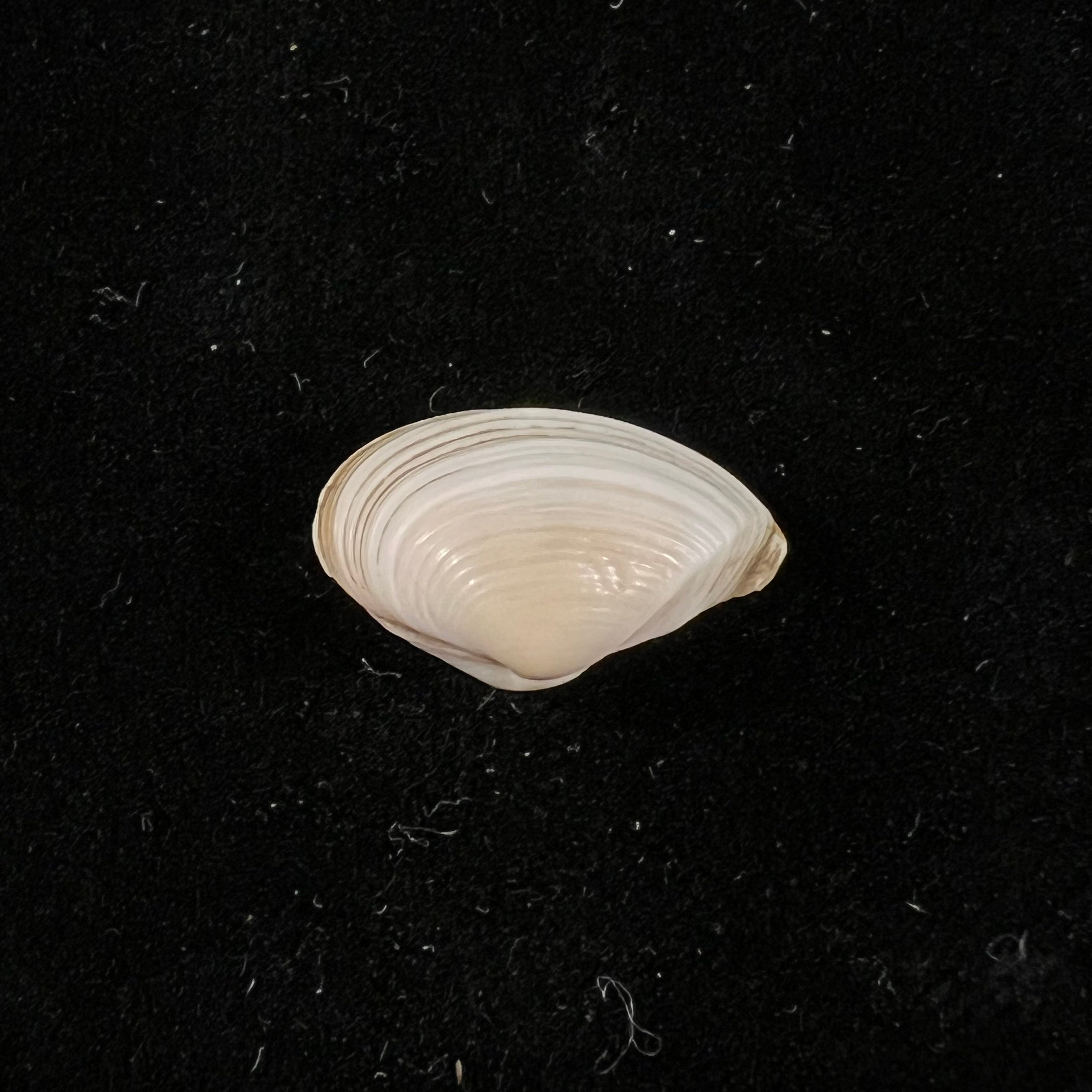 Corbula fortisulcata EA Smith, 1879 - 18,8mm