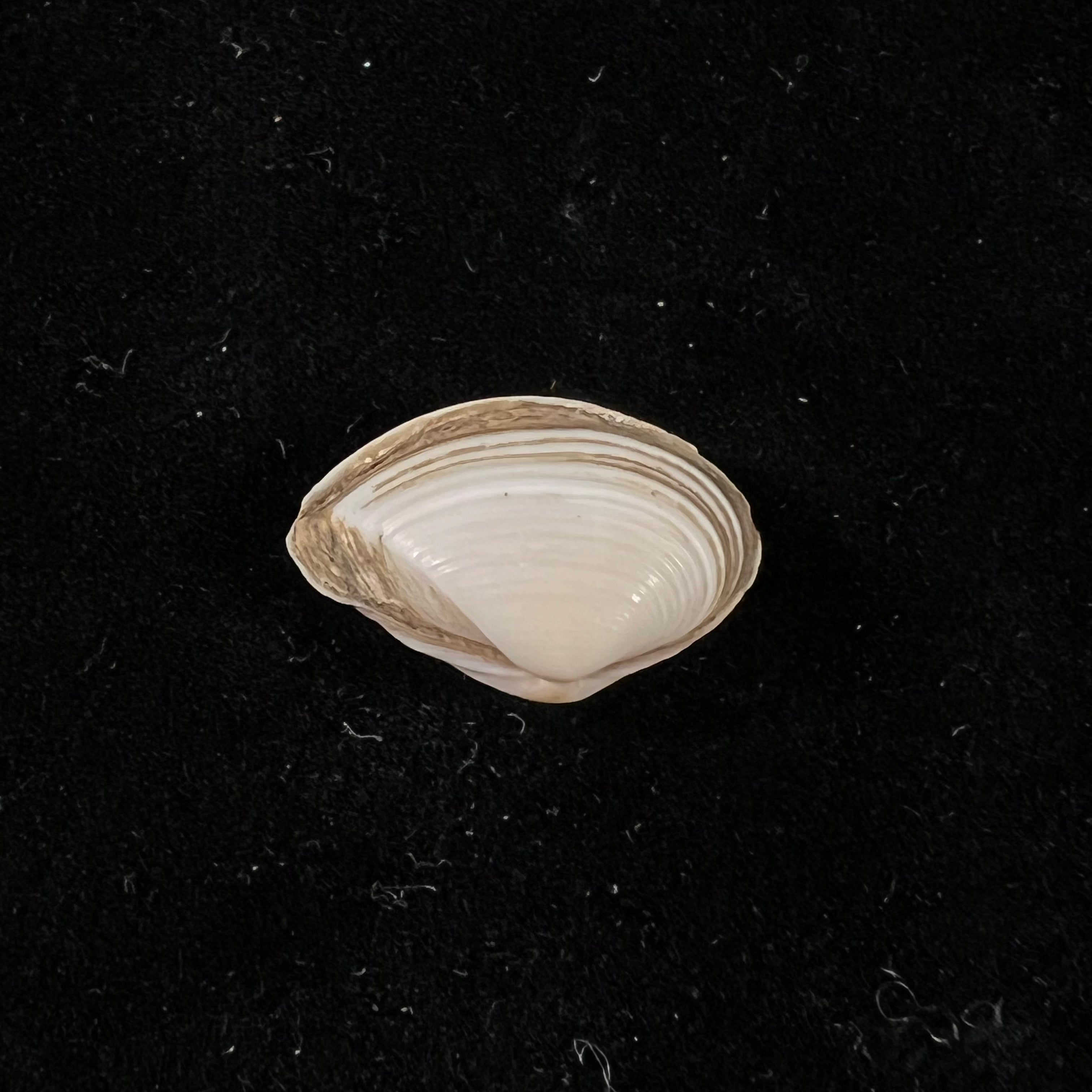 Corbula fortisulcata EA Smith, 1879 - 18,8mm