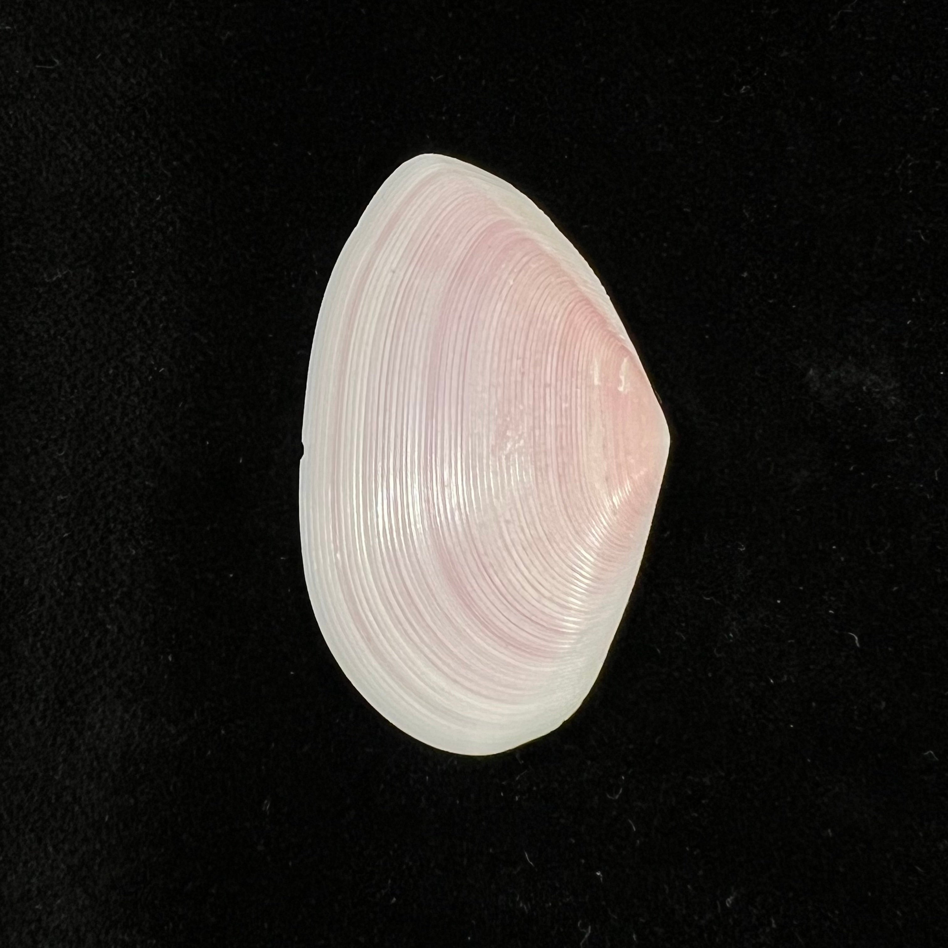 Eurytellina punicea(生于1778年)- 40,9毫米