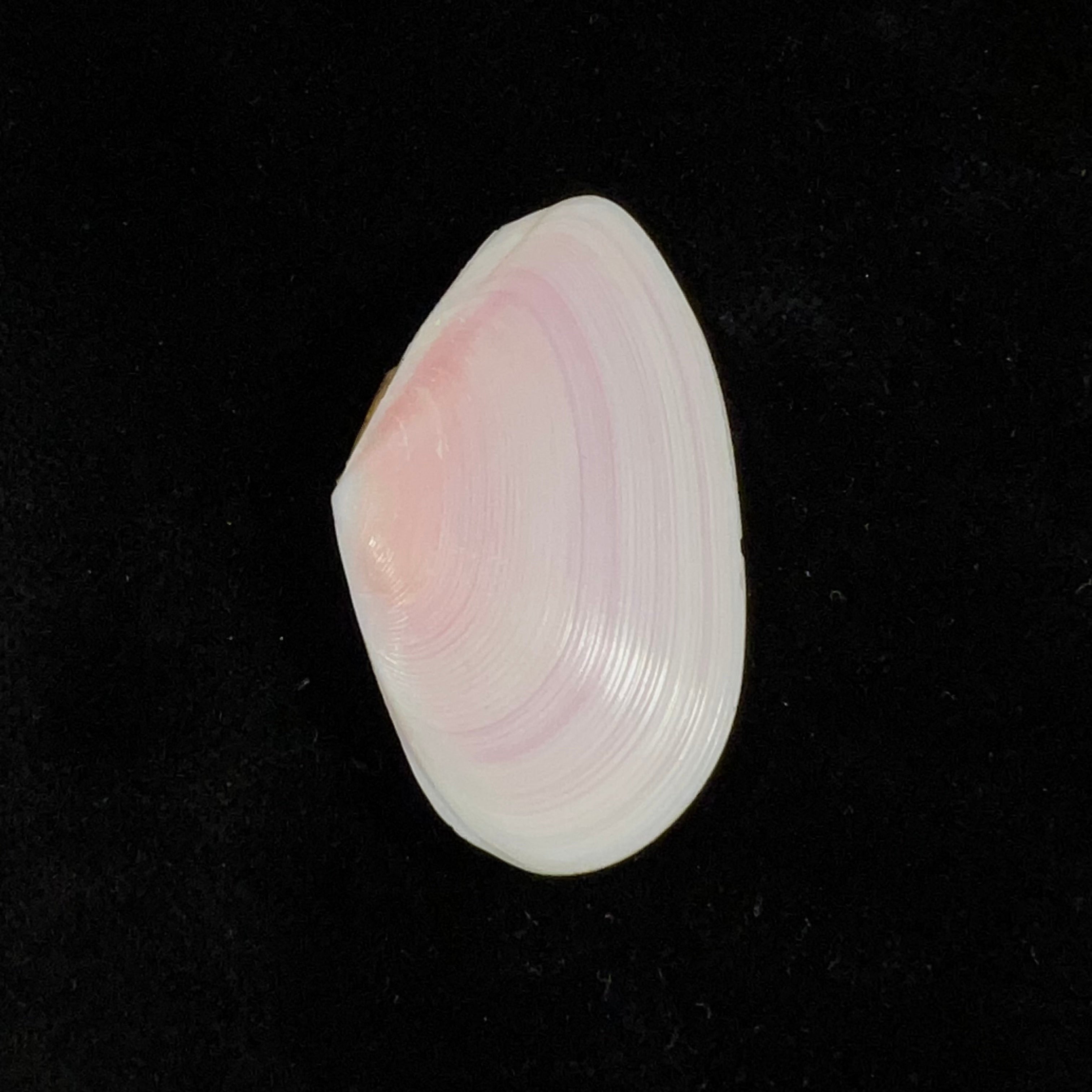 Eurytellina punicea(生于1778年)- 40,9毫米