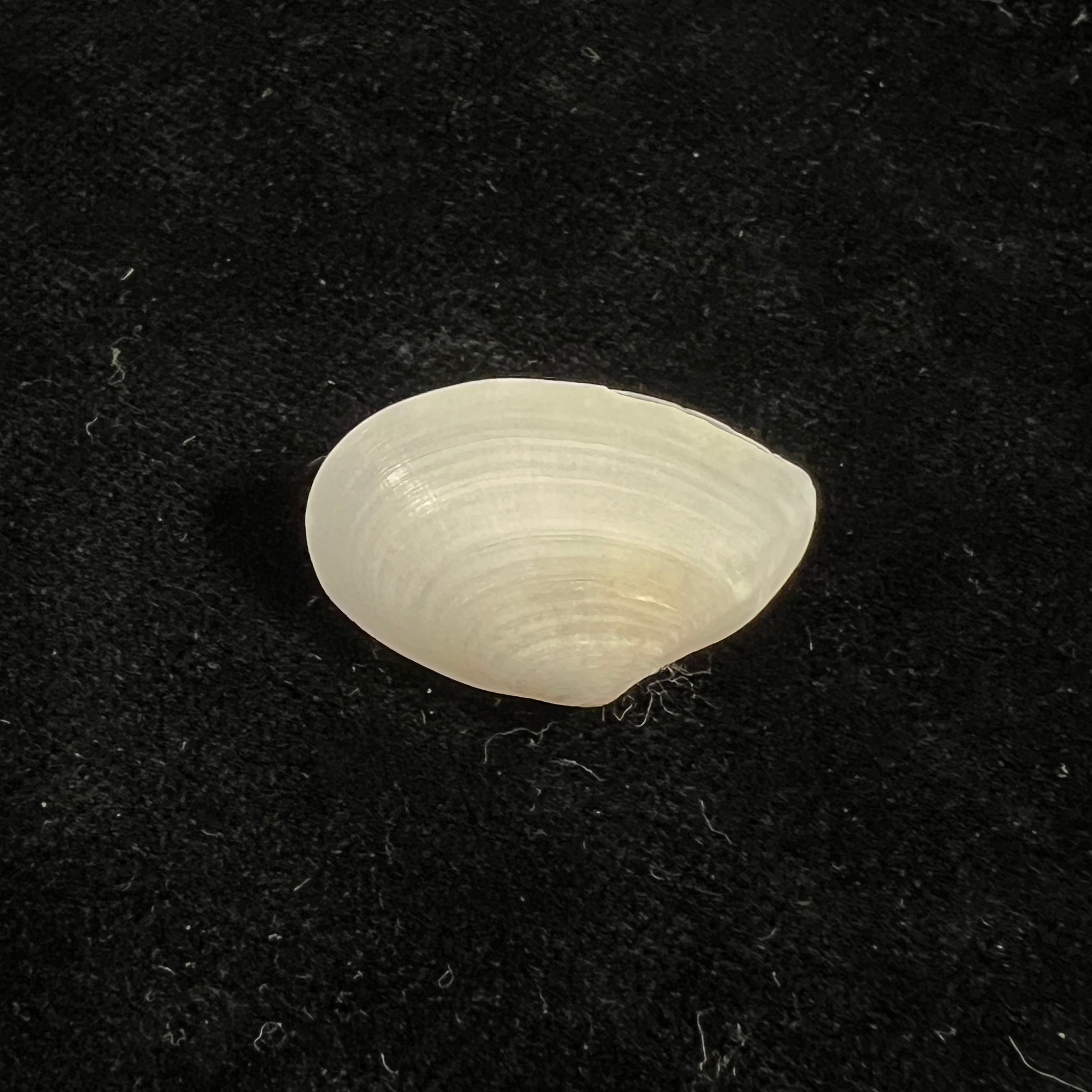 Eurytellina lineata (W. Turton, 1819) - 25,5mm