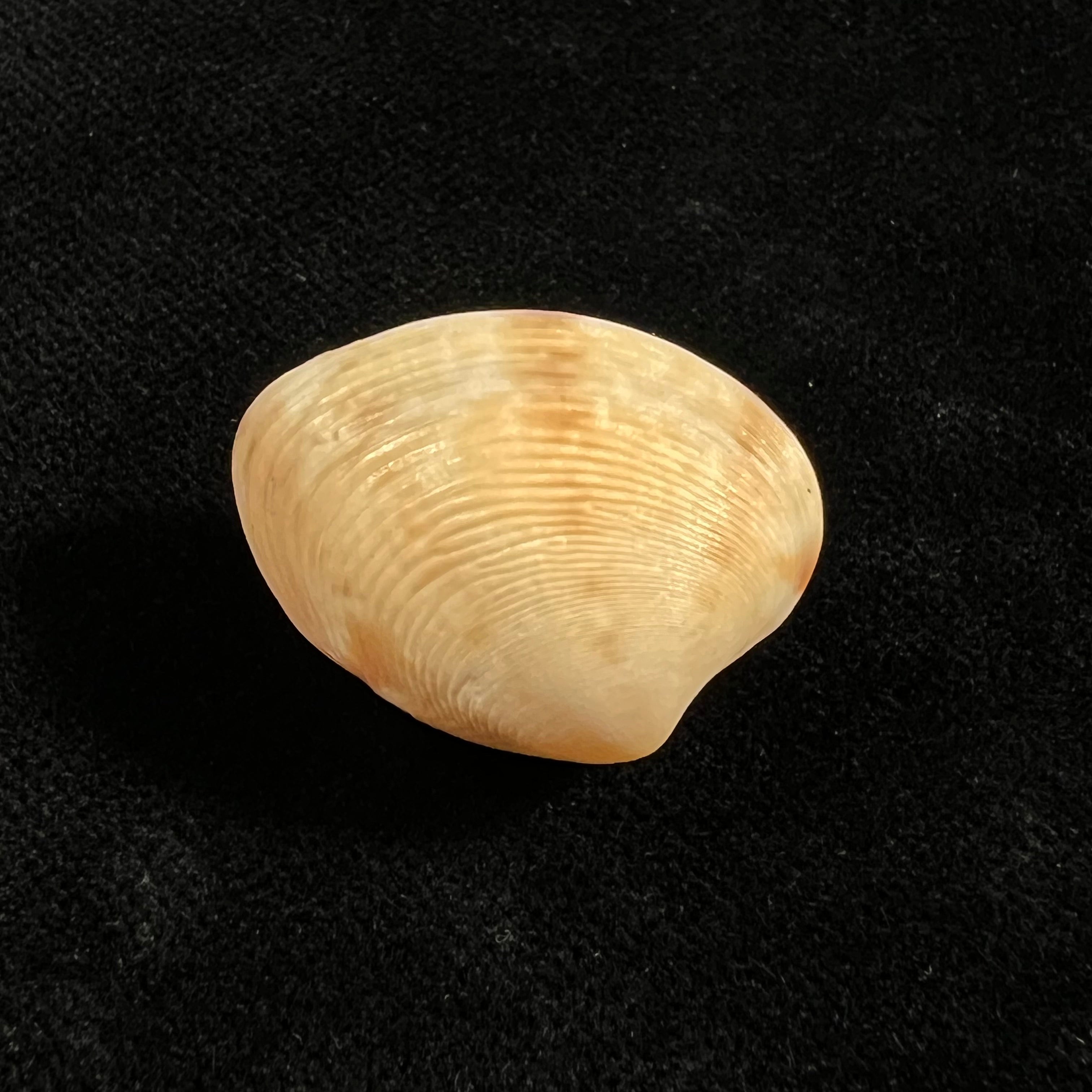 Marcia hiantina(拉马克,1818年)- 26,1毫米