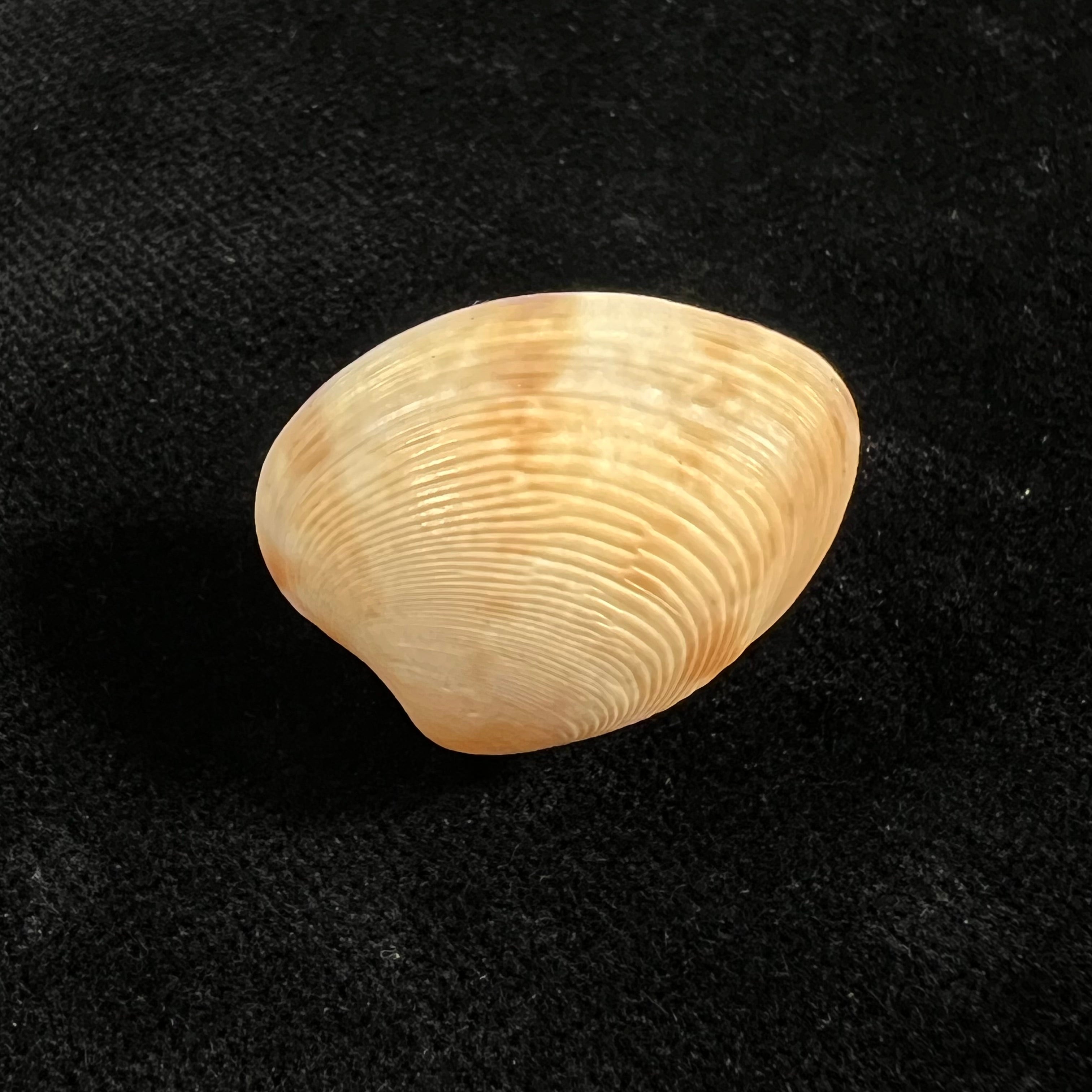 Marcia hiantina(拉马克,1818年)- 26,1毫米