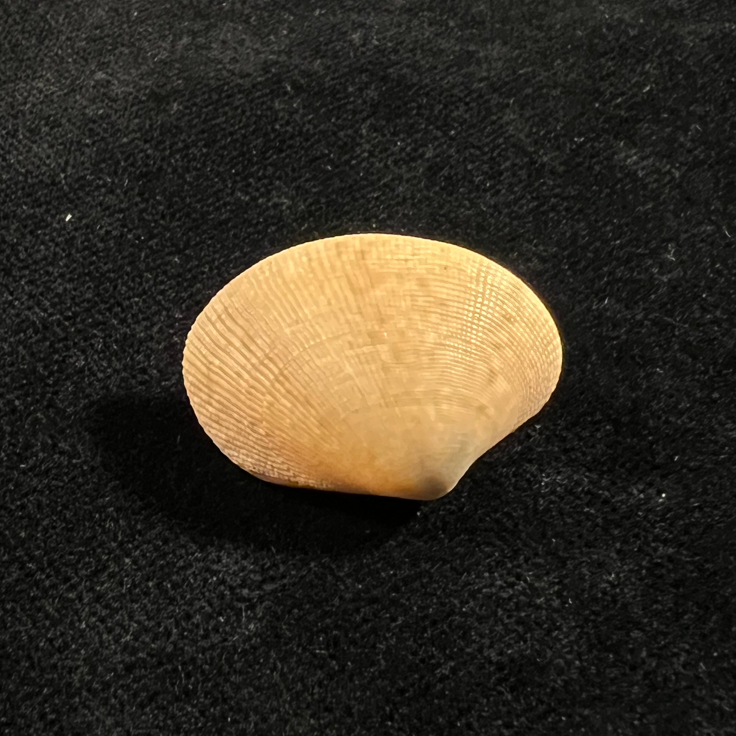 Marcia hiantina(拉马克,1818年)- 25,9毫米