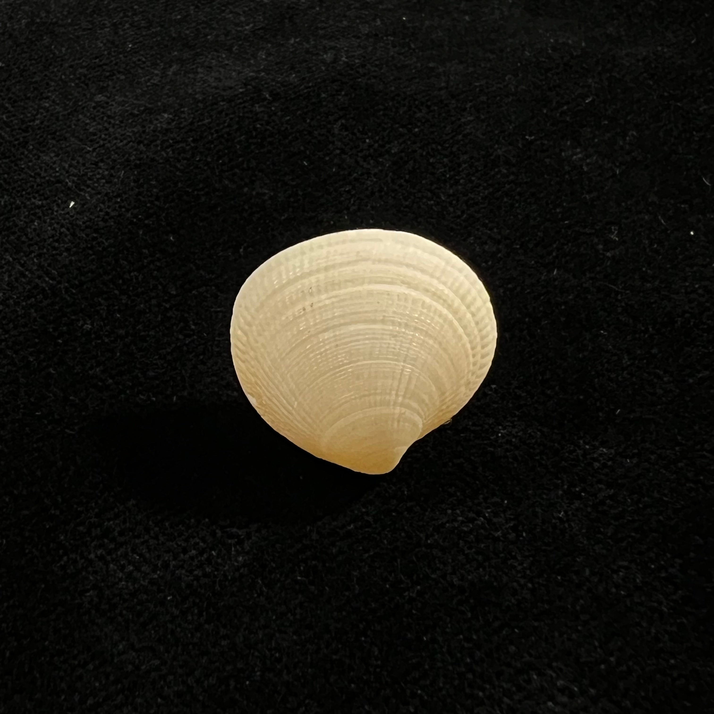 Ctena decussata (OG Costa, 1829)。 19.8毫米