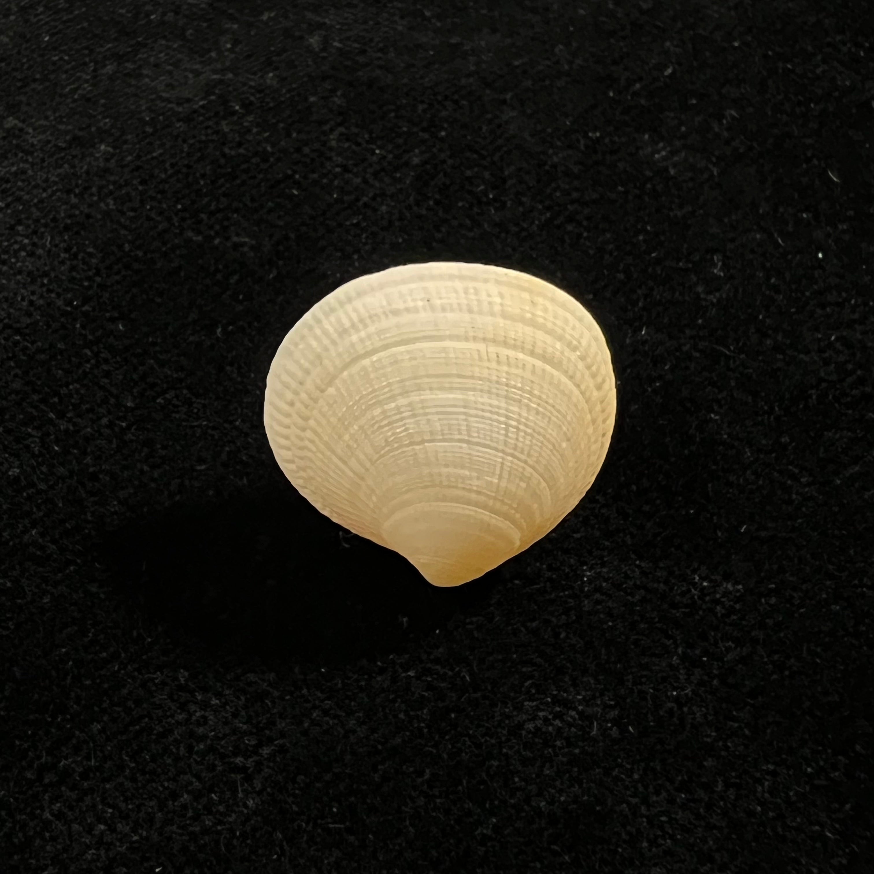 Ctena decussata (OG Costa, 1829)。 19.8毫米