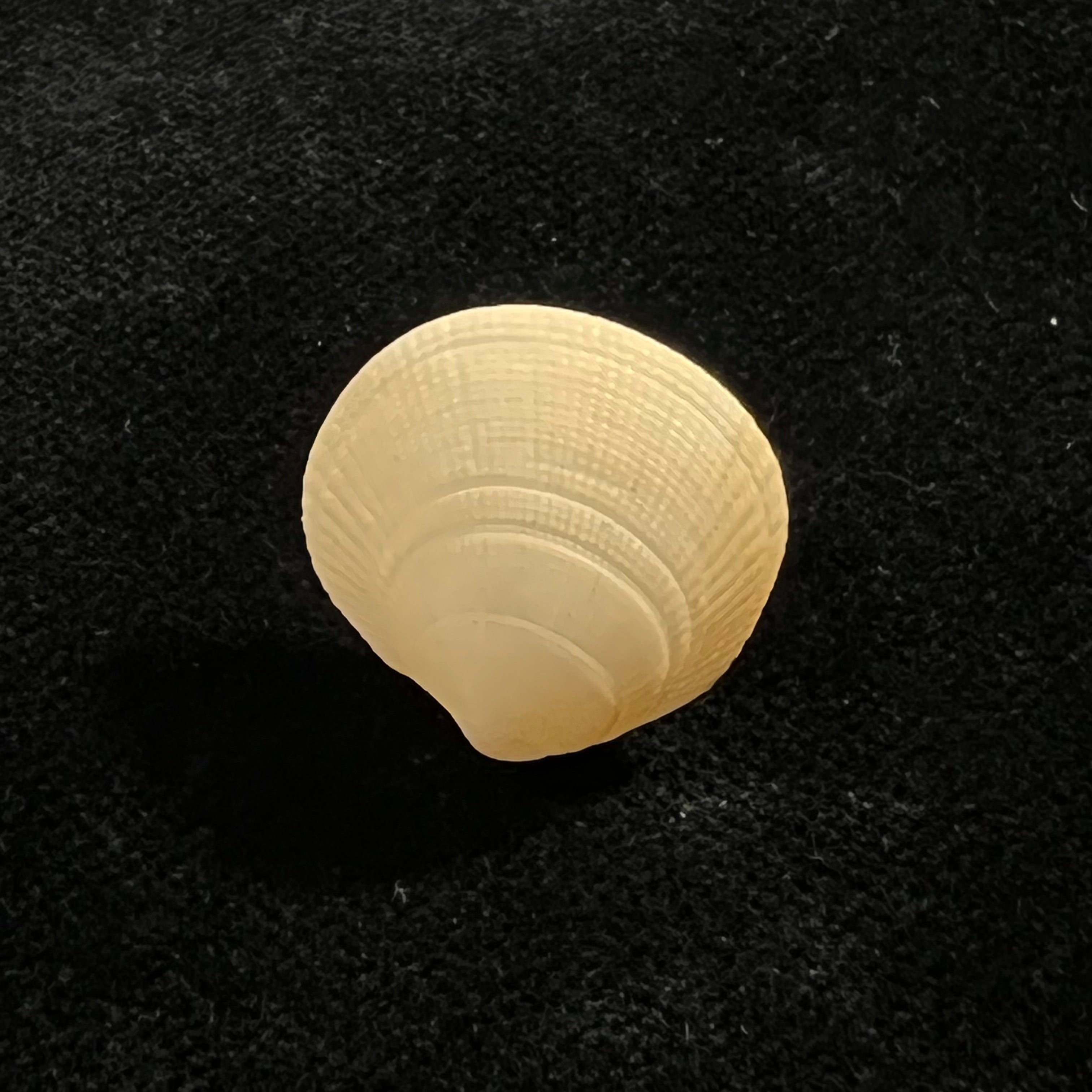 Ctena decussata (OG Costa, 1829)。 18.2毫米