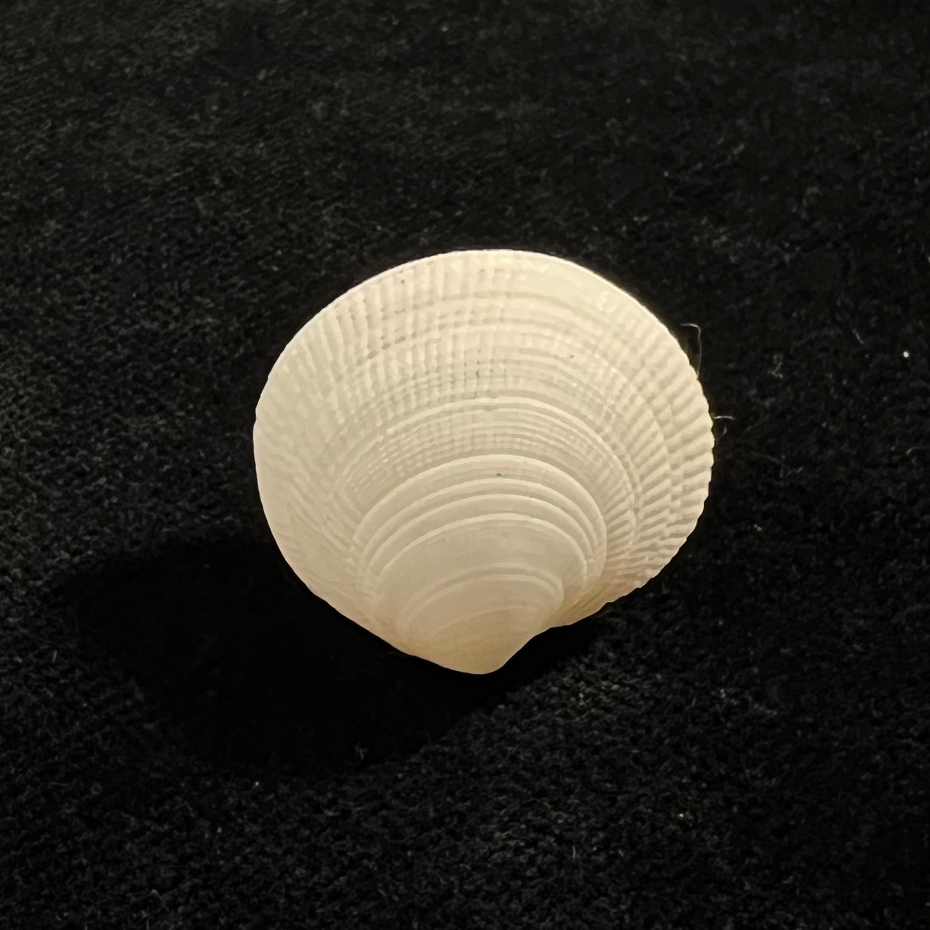 Ctena decussata (OG Costa, 1829) - 22,1mm