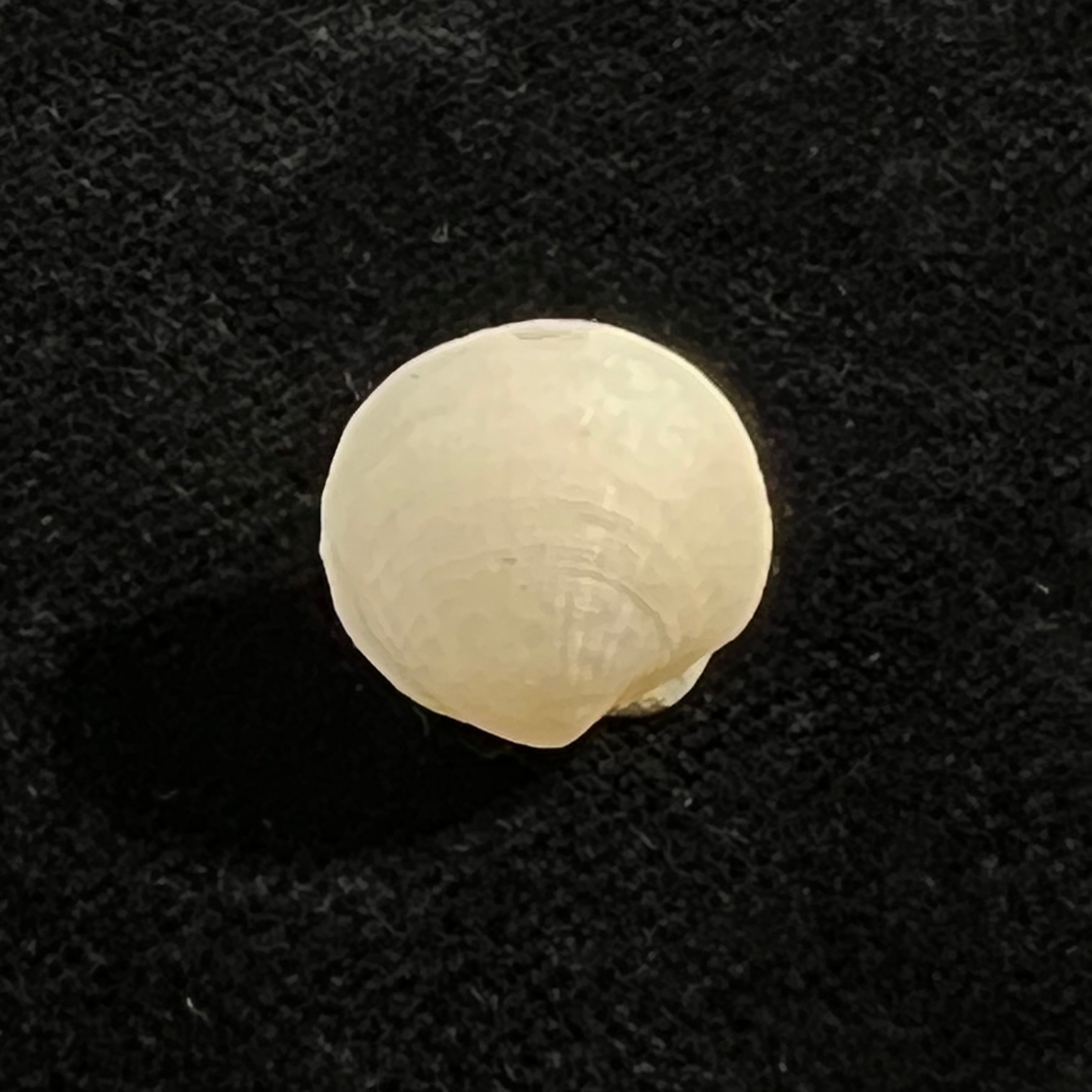 Clathrolucina costata (A. d'Orbigny, 1846) - 13,1毫米