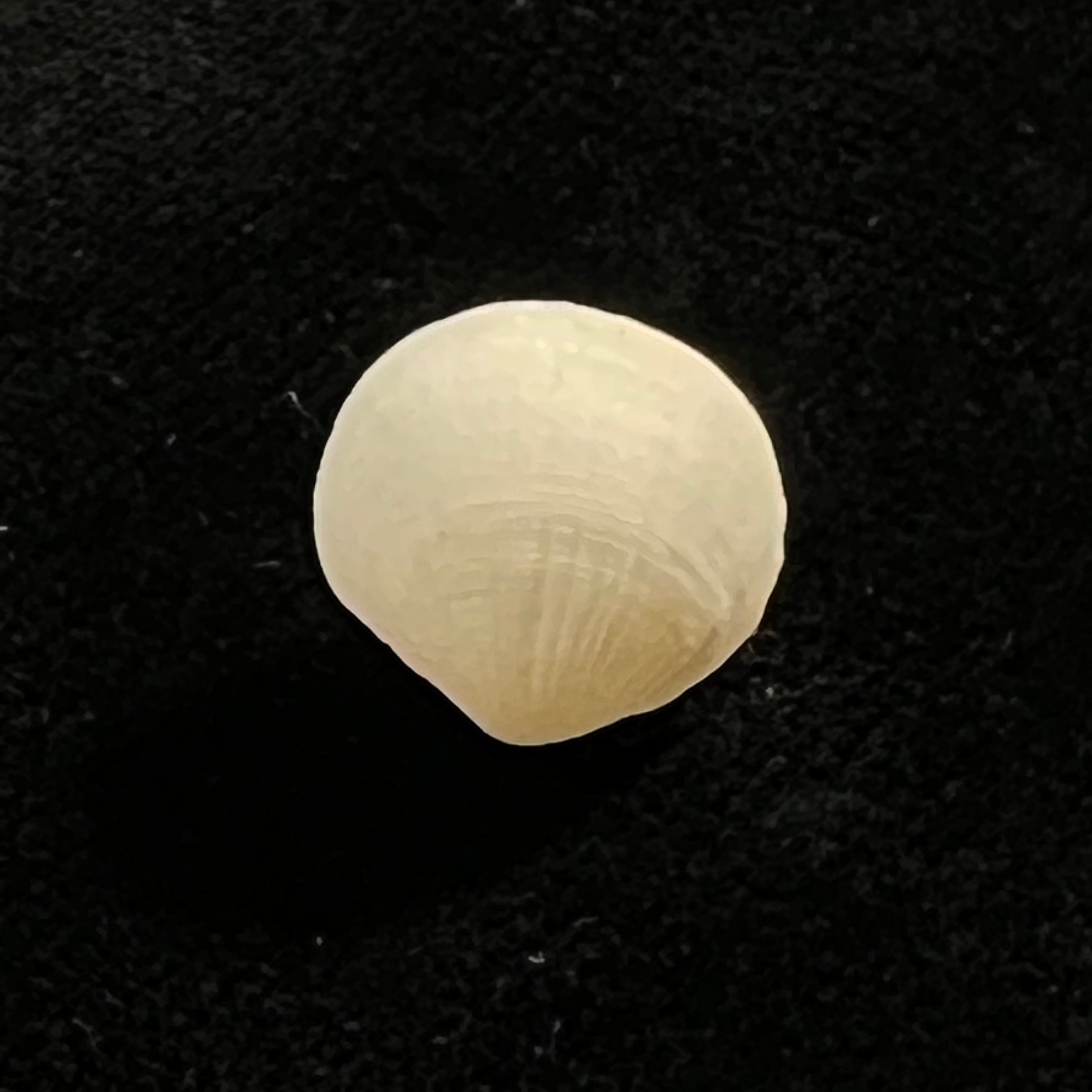 Clathrolucina costata (A. d'Orbigny, 1846) - 13,1毫米