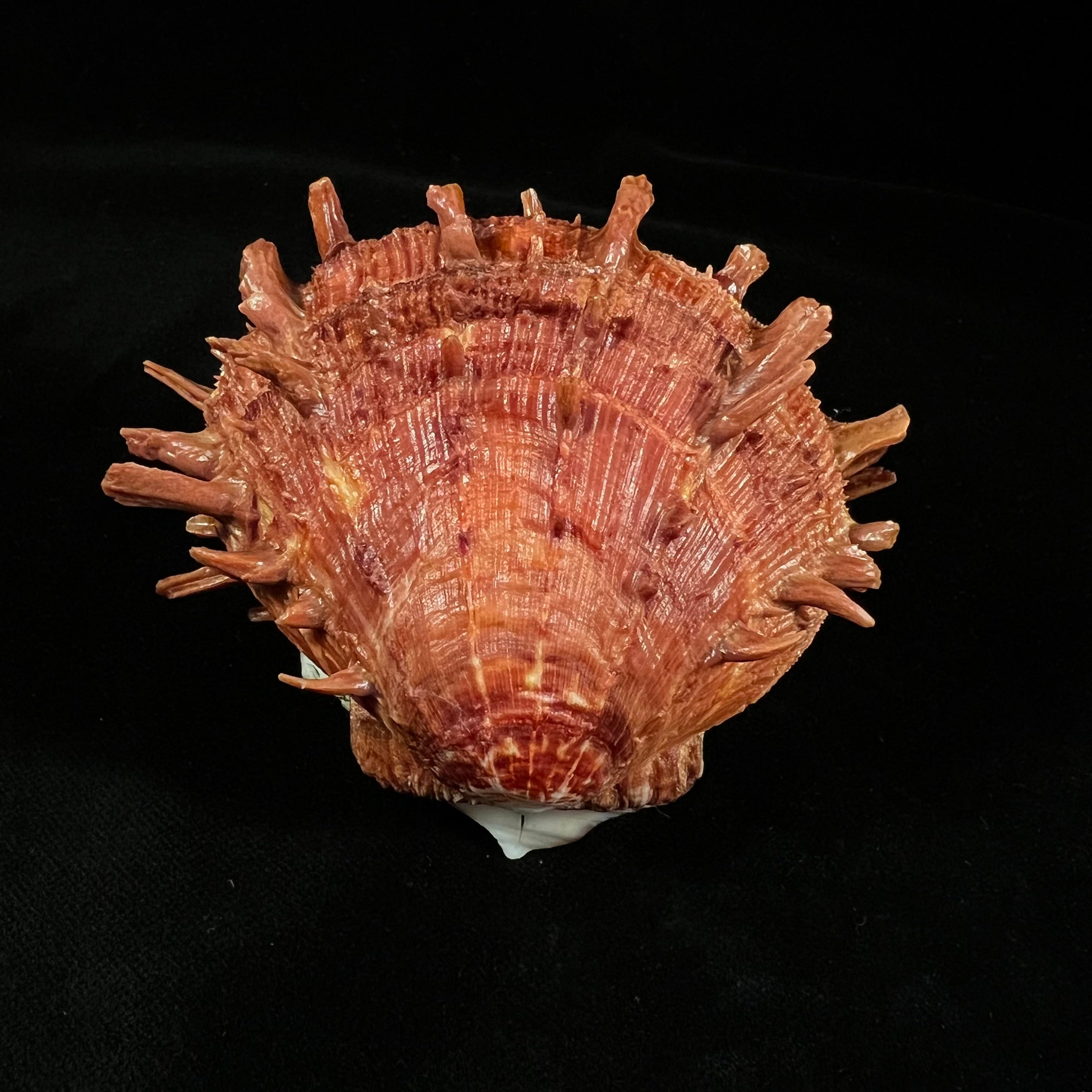 Spondylus ictericus Reeve, 1856 - 75,6毫米