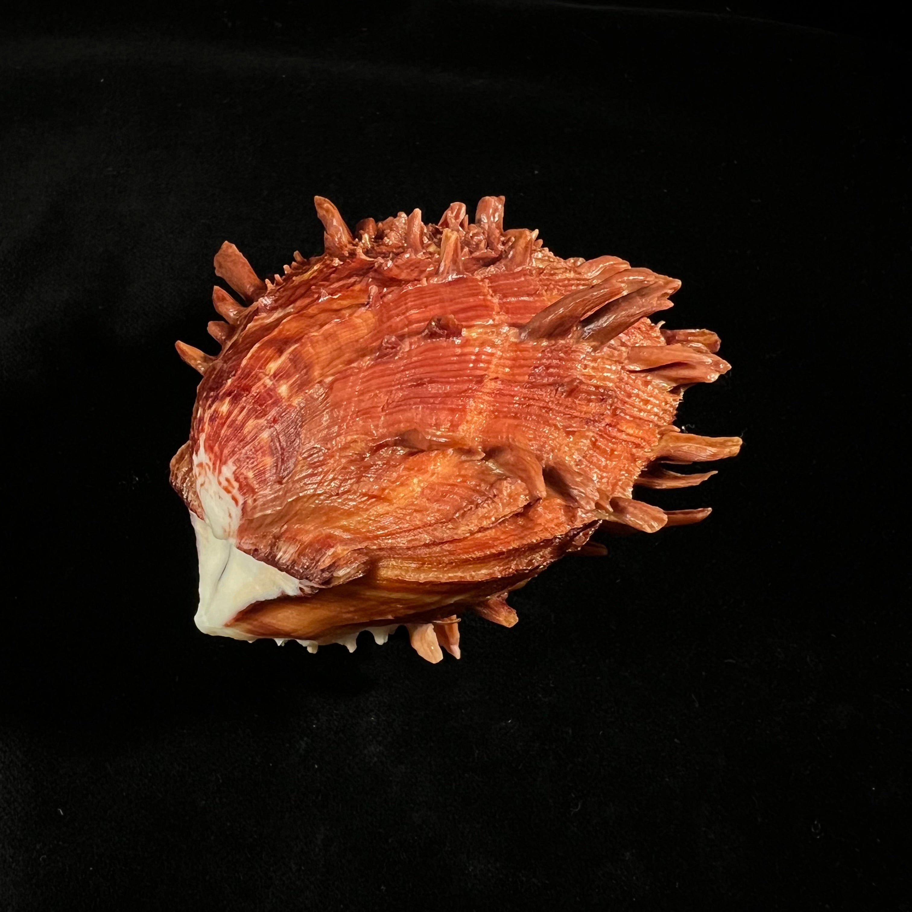 Spondylus ictericus Reeve, 1856 - 75,6毫米