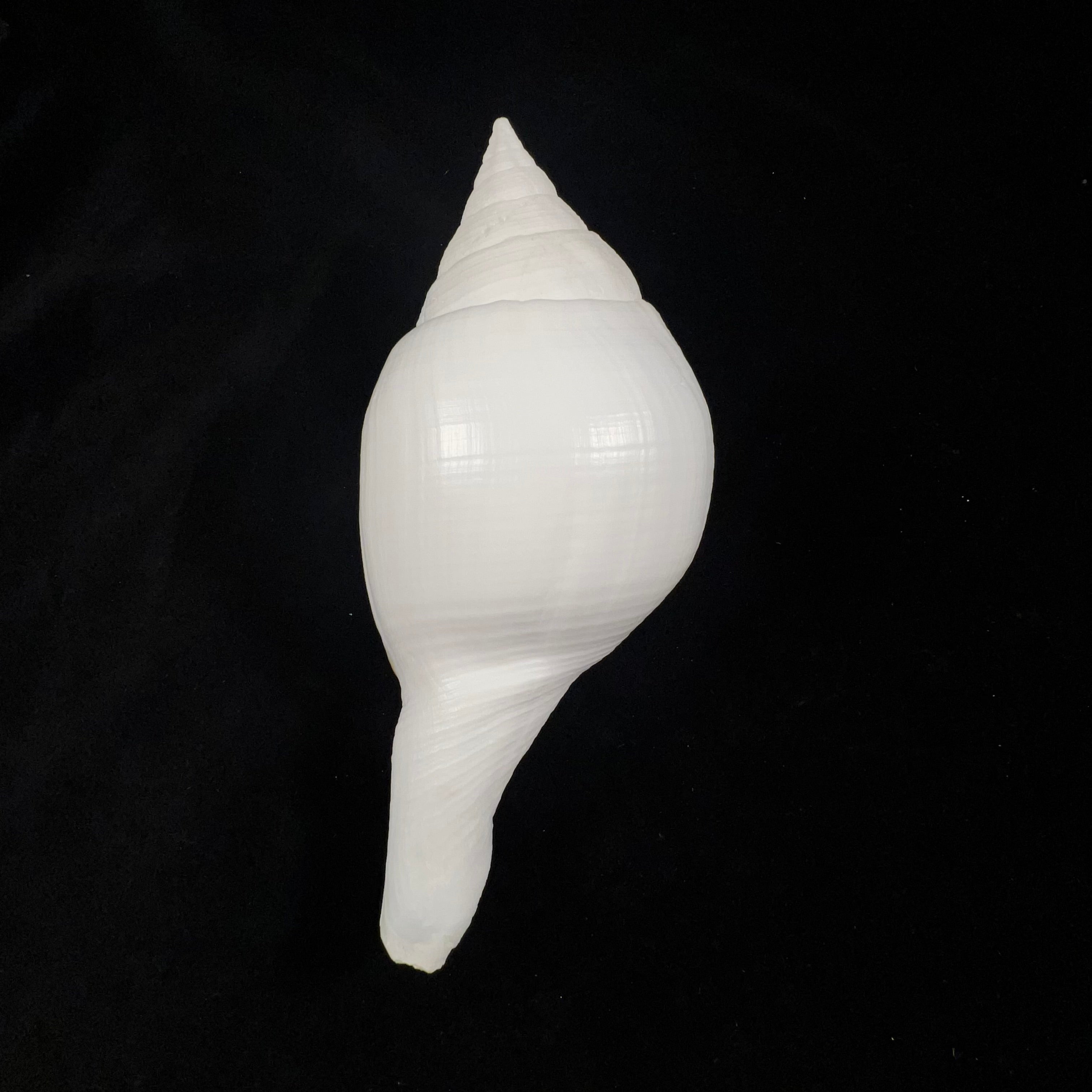 Turbinella laevigata 安东, 1838 - 166,4mm