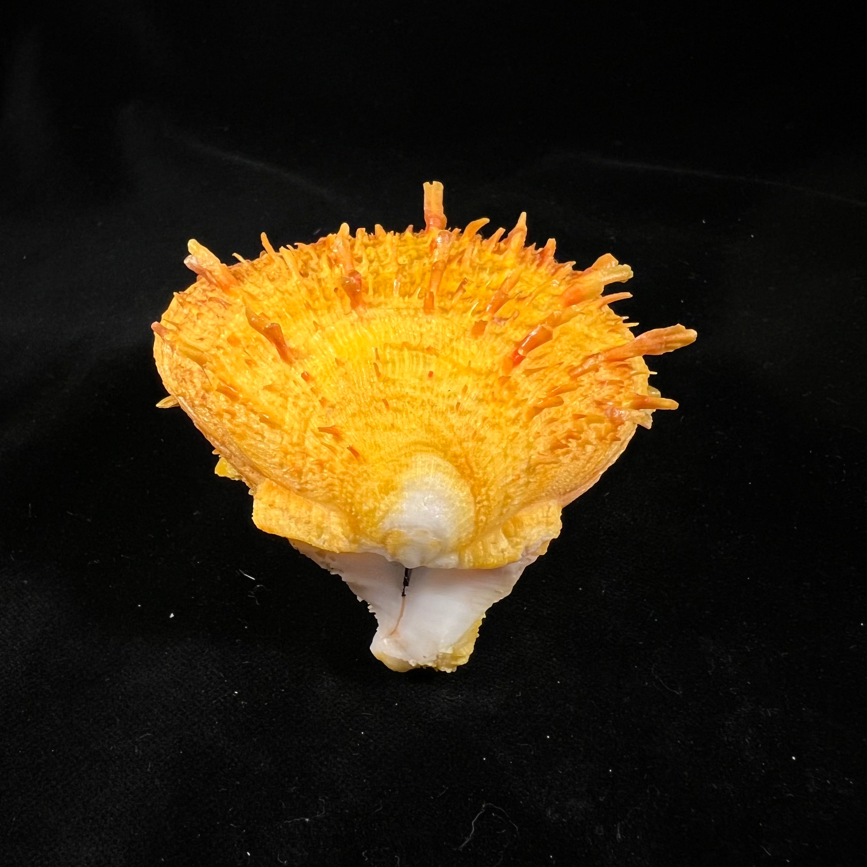 Spondylus ictericus Reeve, 1856 - 80,4毫米