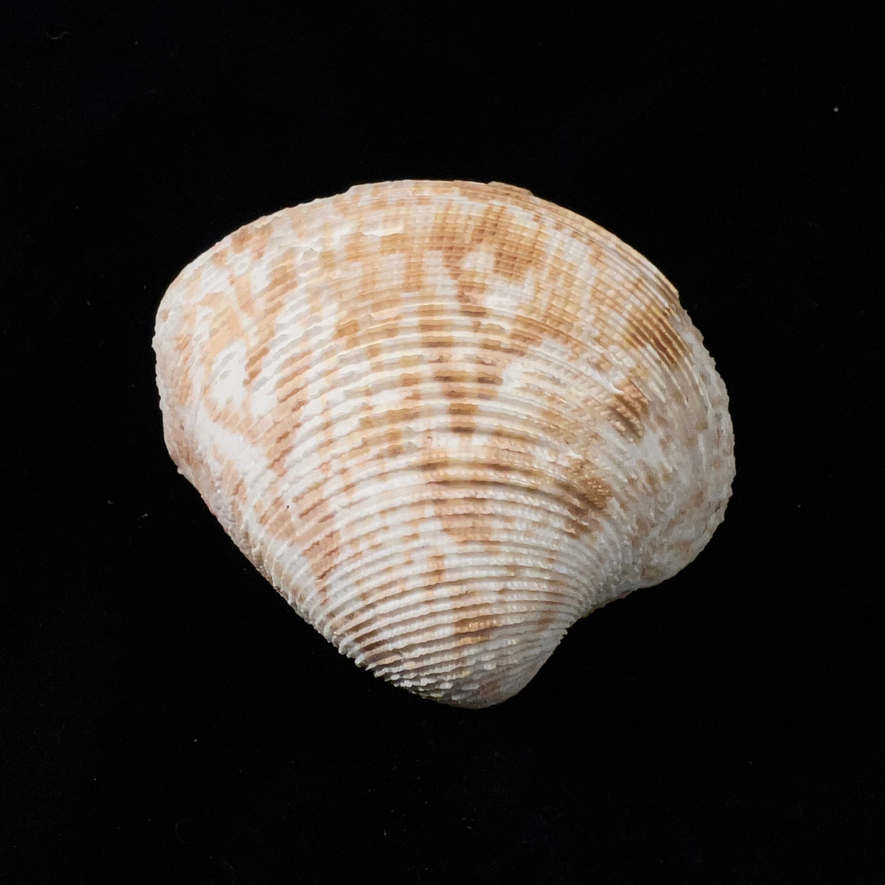 Chionopsis crenata (Gmelin, 1791) - 71,7mm