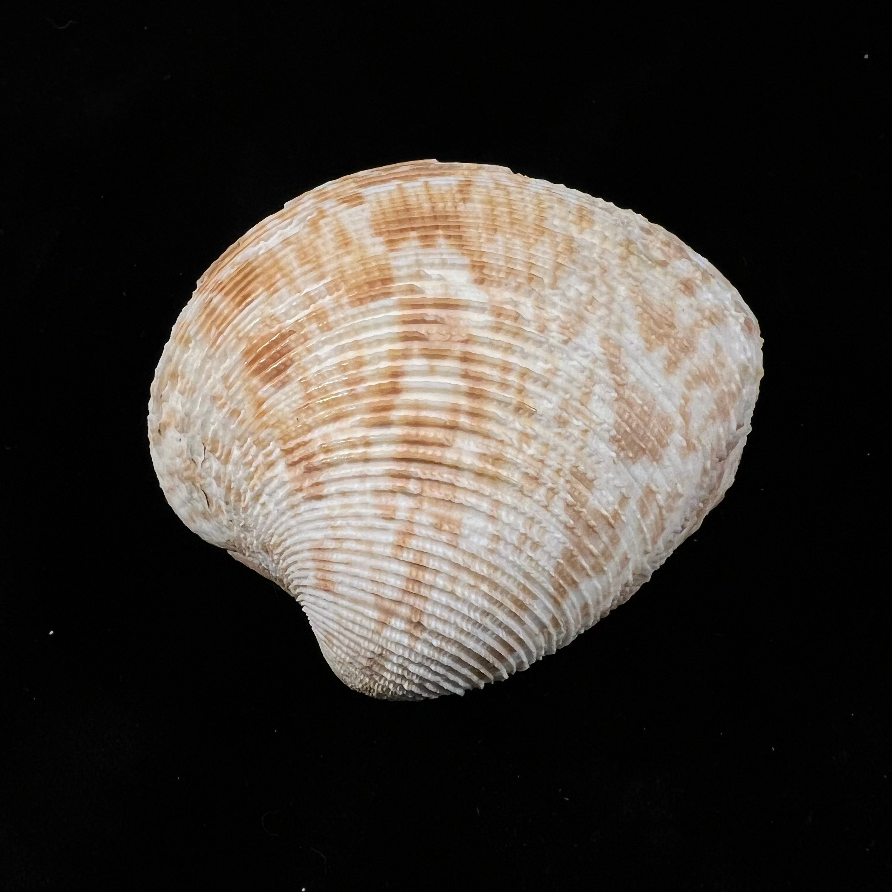 Chionopsis crenata (Gmelin, 1791) - 71,7mm