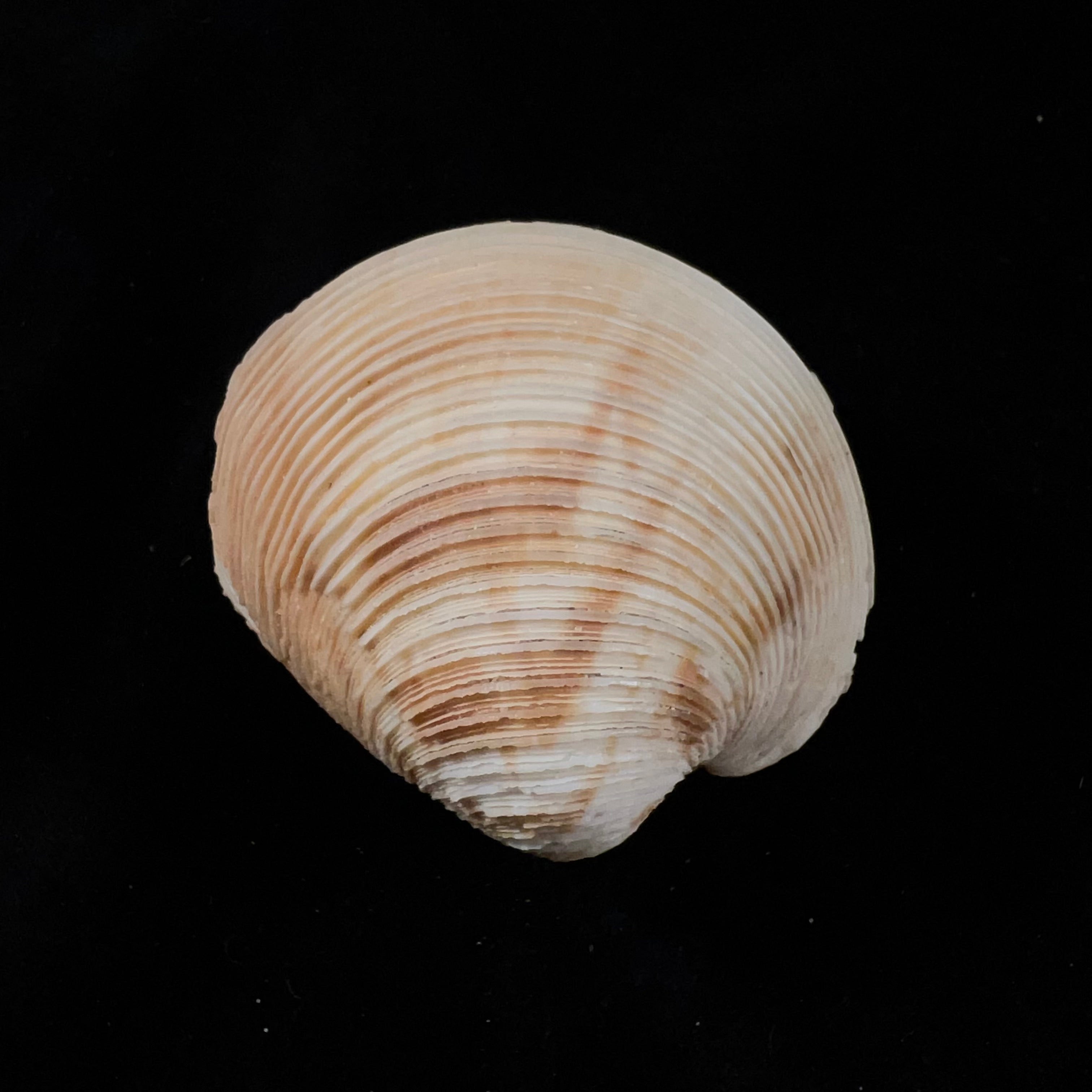 Globivenus stricta (Dillwyn, 1817) - 65,2mm