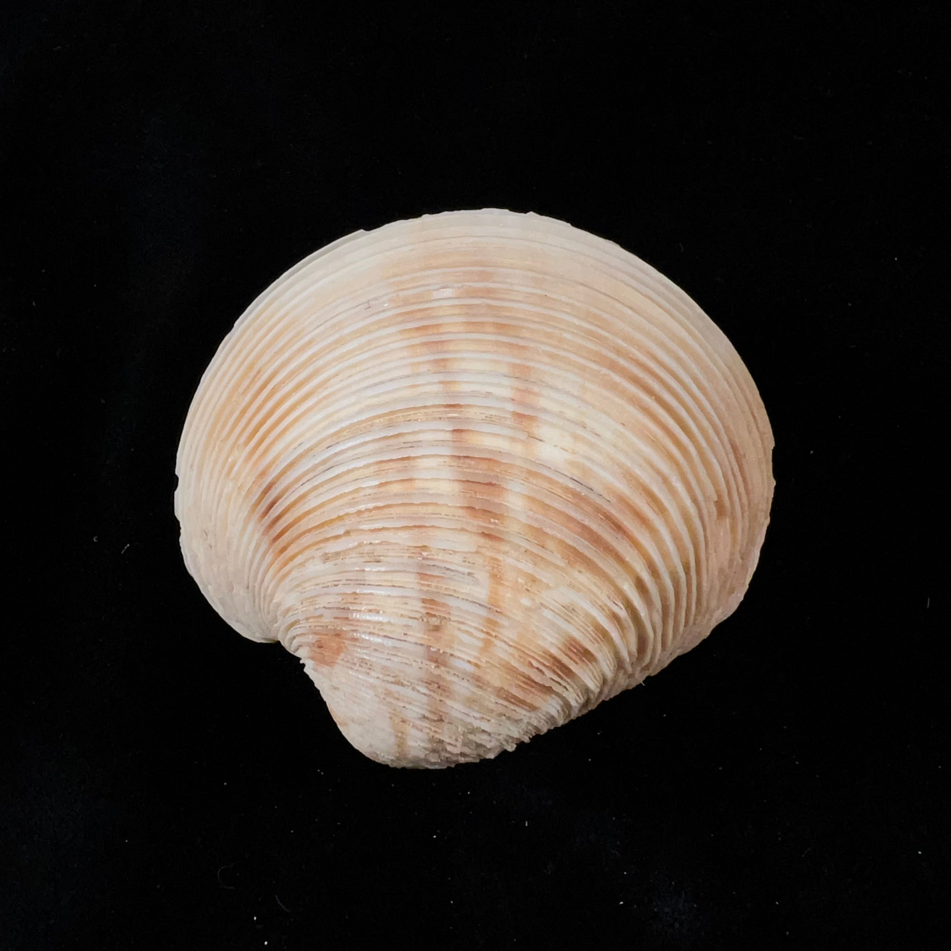 Globivenus stricta (Dillwyn, 1817) - 65,2mm