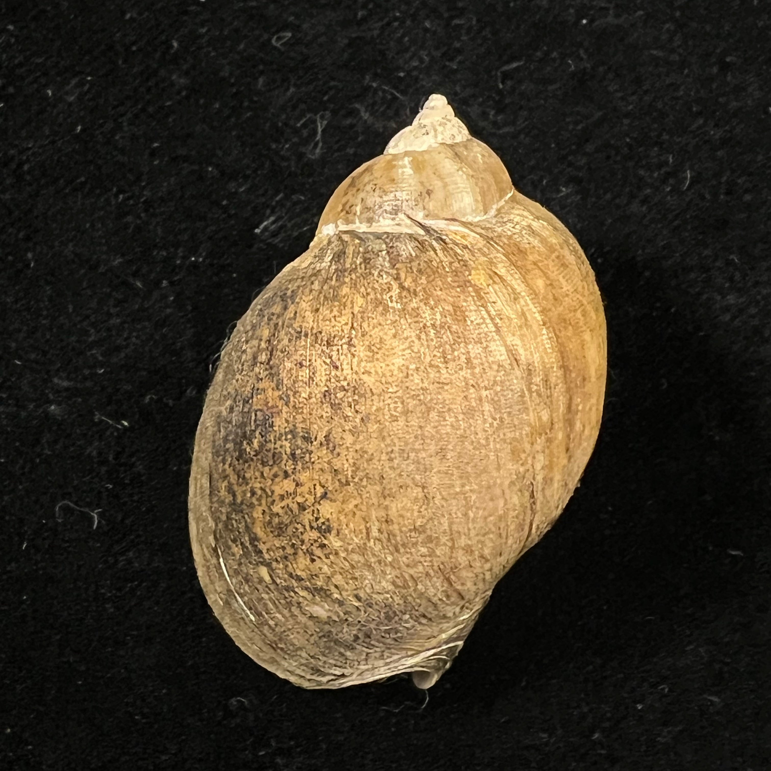 Volutharpa perryi (Jay, 1857) - 41,2mm