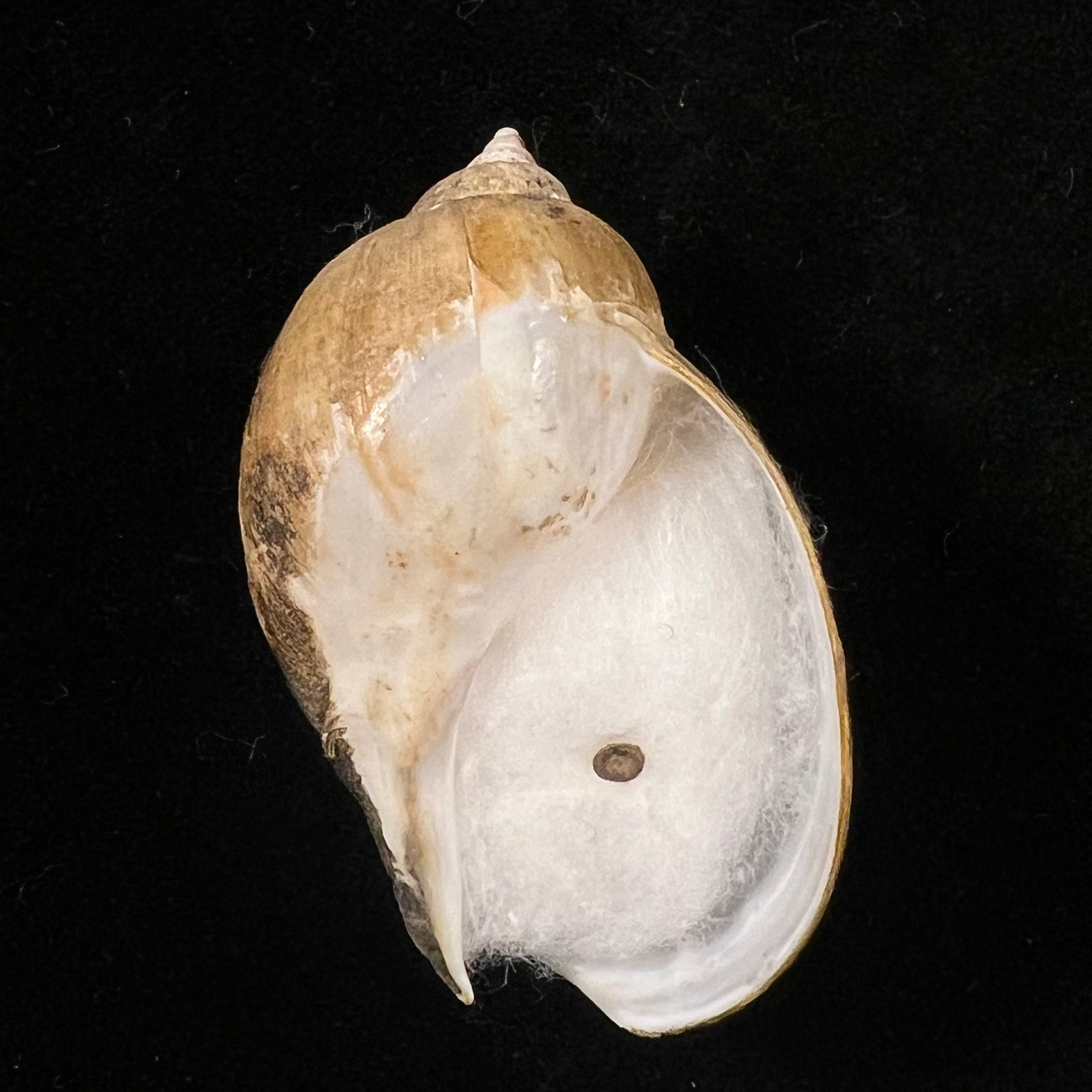 Volutharpa perryi (Jay, 1857) - 41,2mm