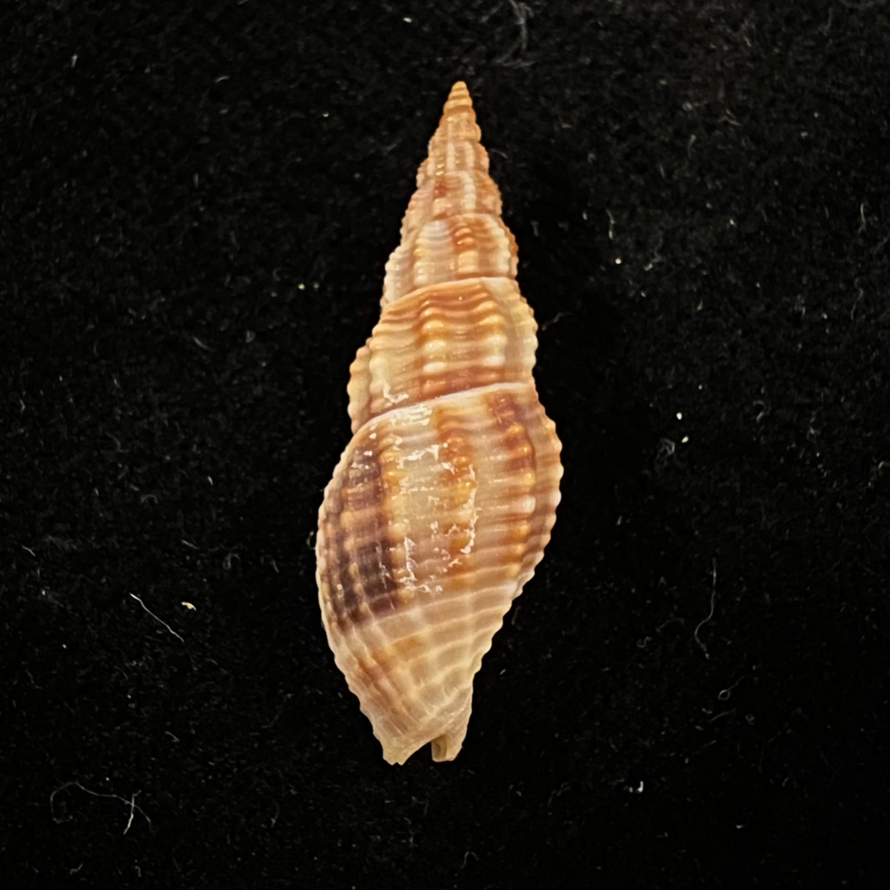 Metaphos dejanira (Dall, 1919) - 25,5mm