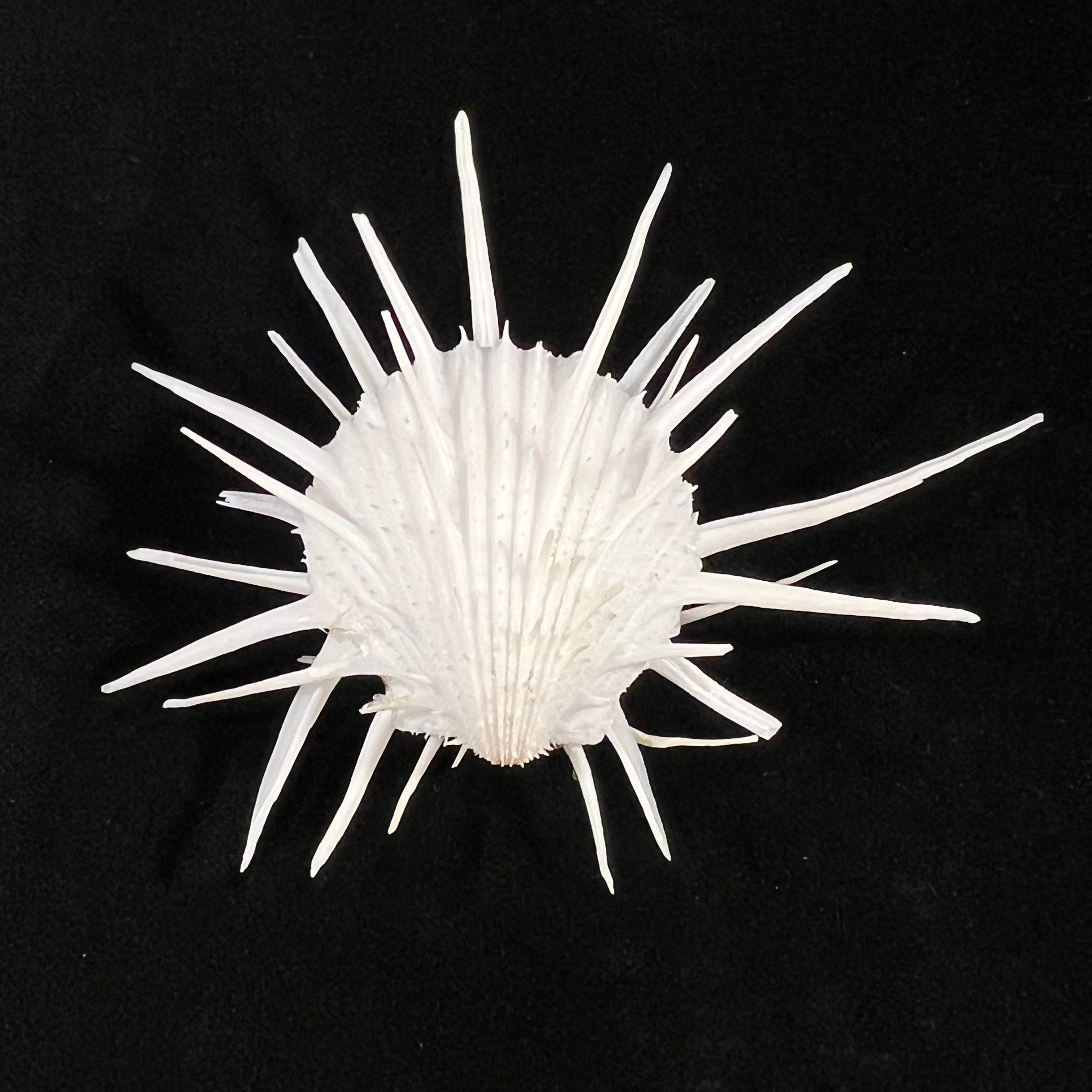Spondylus Imperialis Chenu, 1844 - 74,1mm